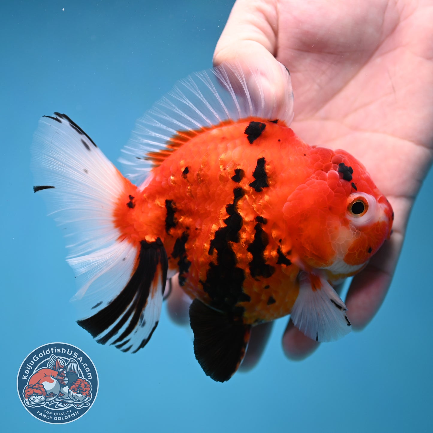 Sakura Tiger Rose Tail Oranda 4 inch Body (260116_OR07)