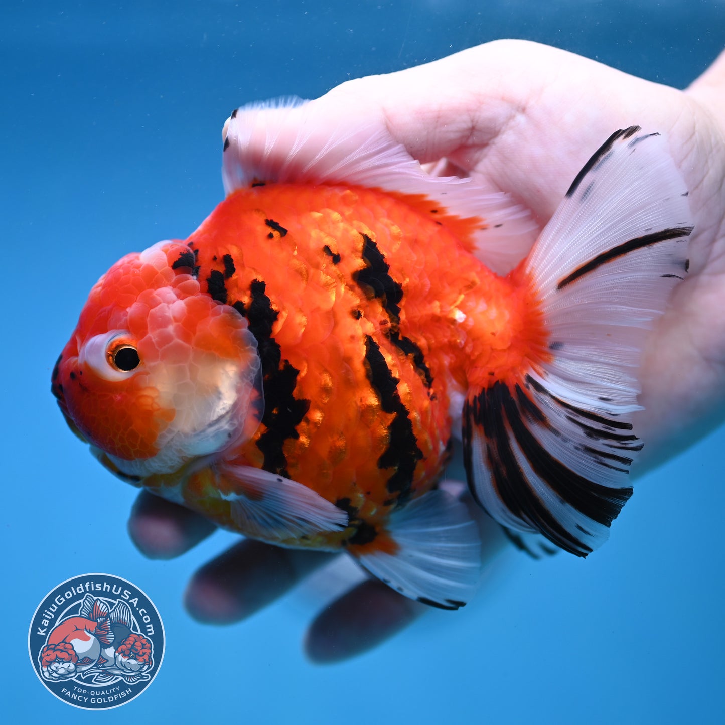 Sakura Tiger Rose Tail Oranda 4 inch Body (260116_OR07)