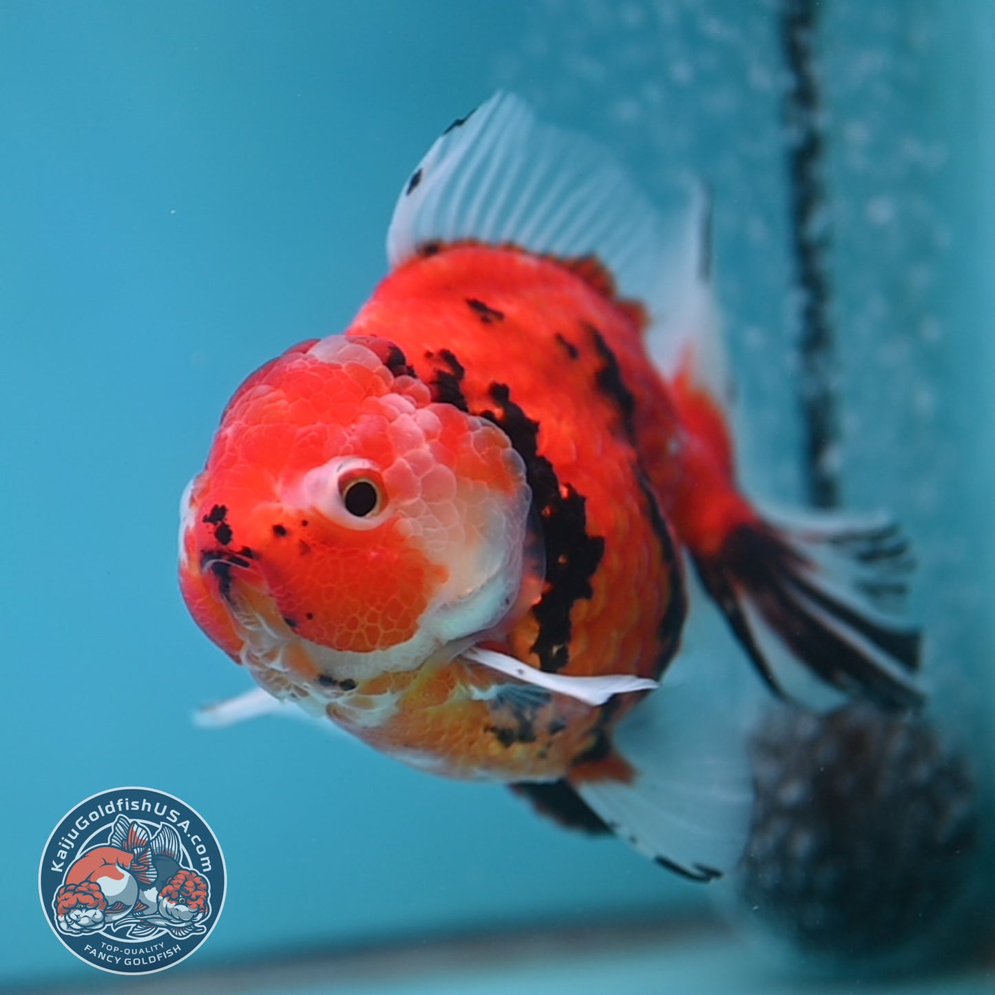 Sakura Tiger Rose Tail Oranda 4 inch Body (260116_OR07)