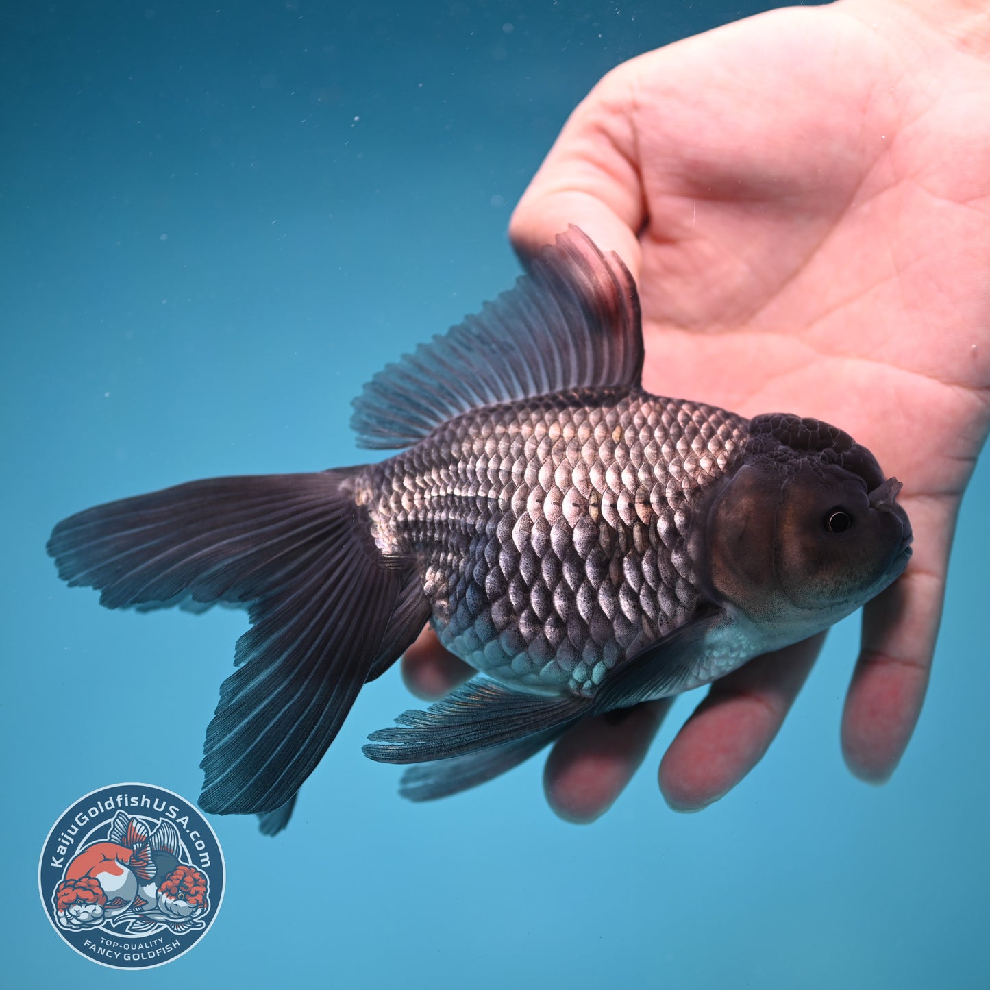 Sapphire Blue Oranda 4 inch Body (260227_OR17)