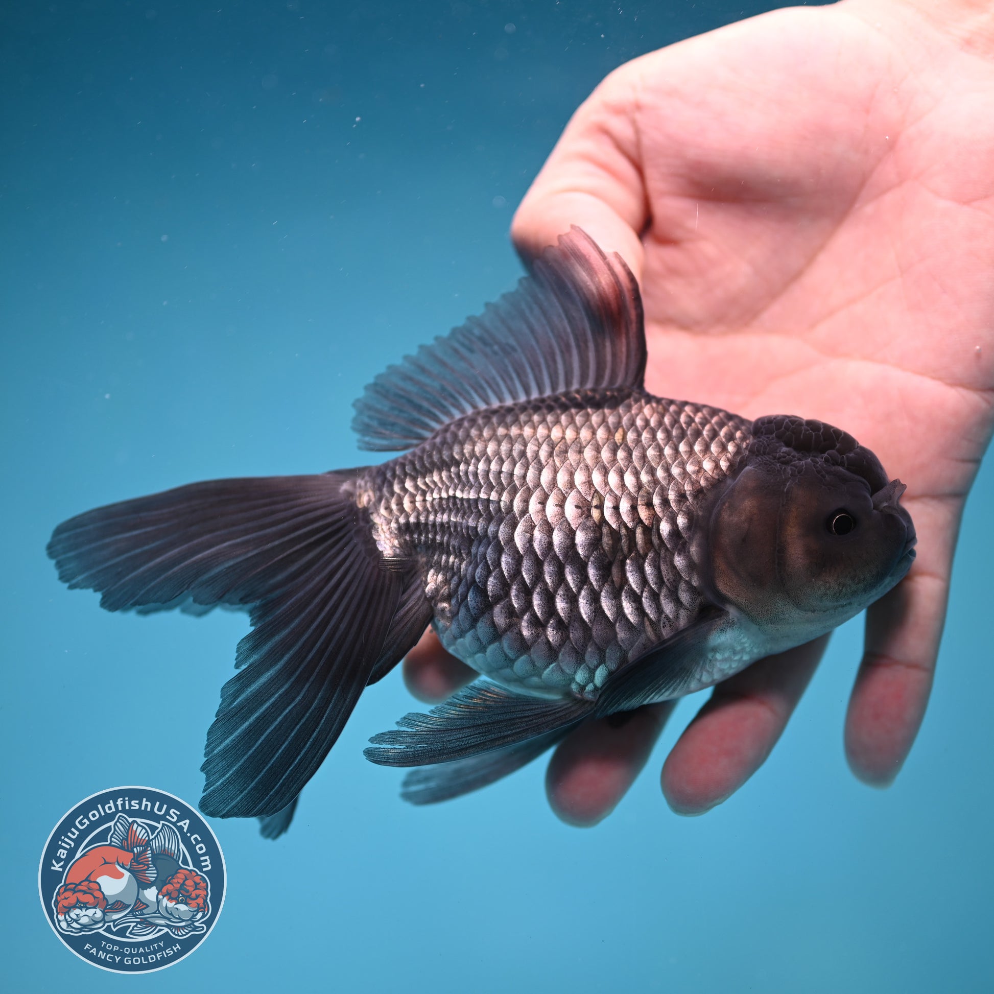 Sapphire Blue Oranda 4 inch Body (260227_OR17)