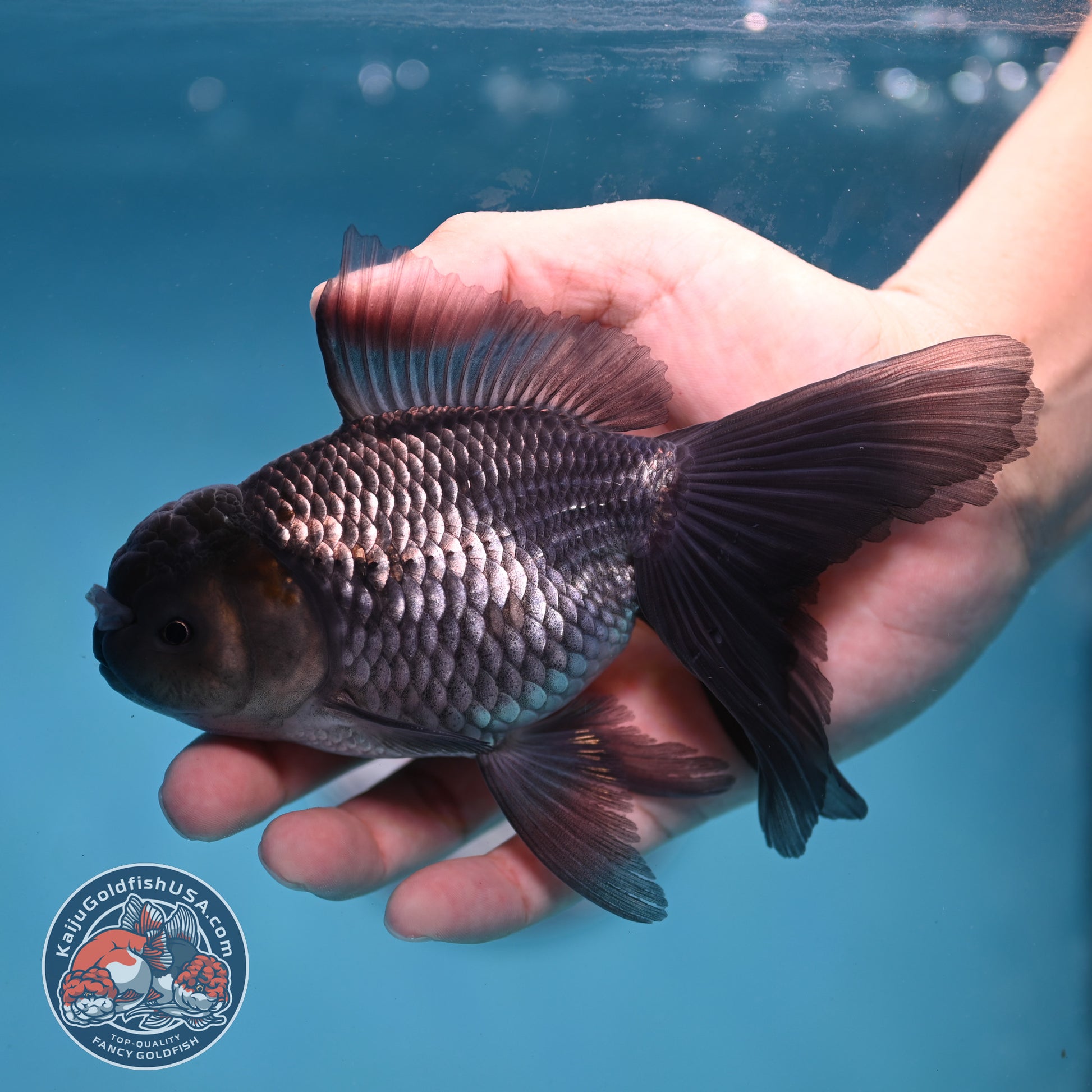Sapphire Blue Oranda 4 inch Body (260227_OR17)