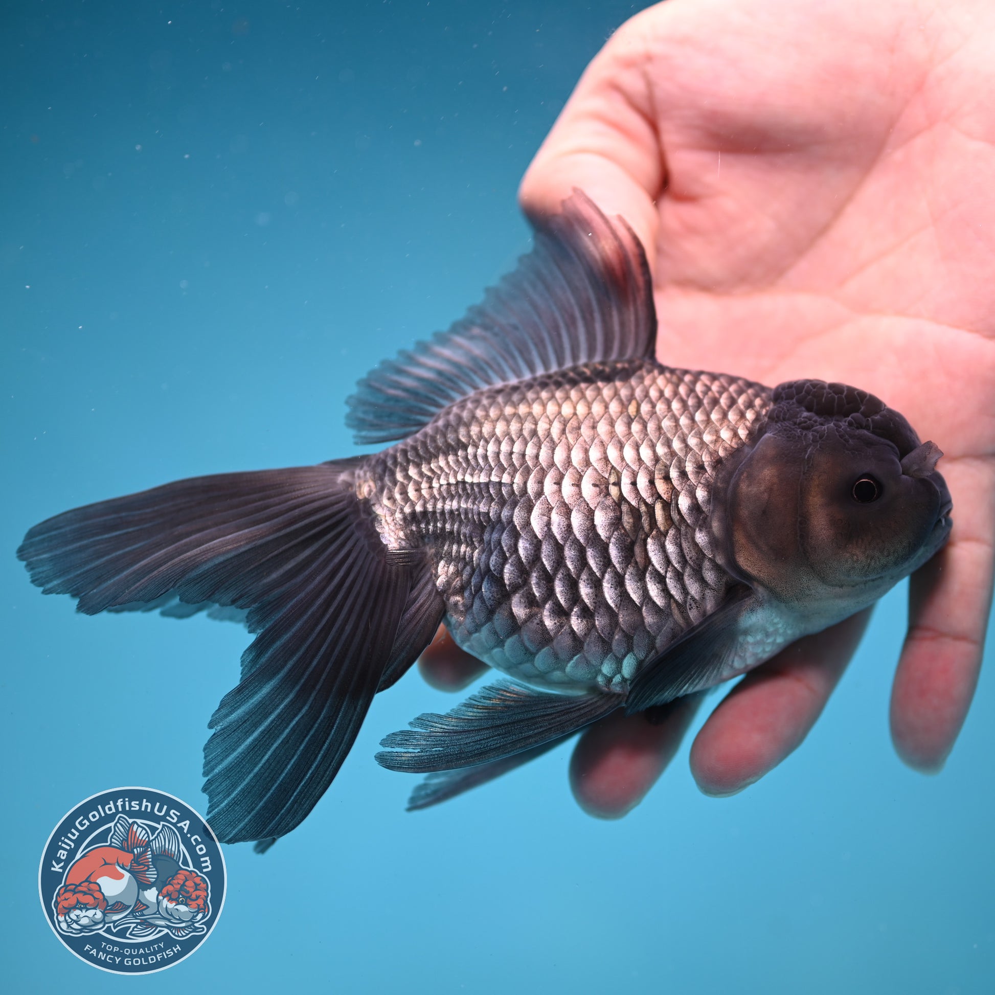 Sapphire Blue Oranda 4 inch Body (260227_OR17)