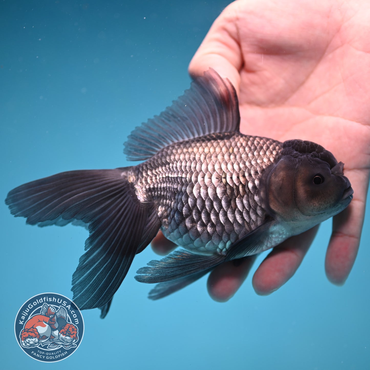 Sapphire Blue Oranda 4 inch Body (260227_OR17)