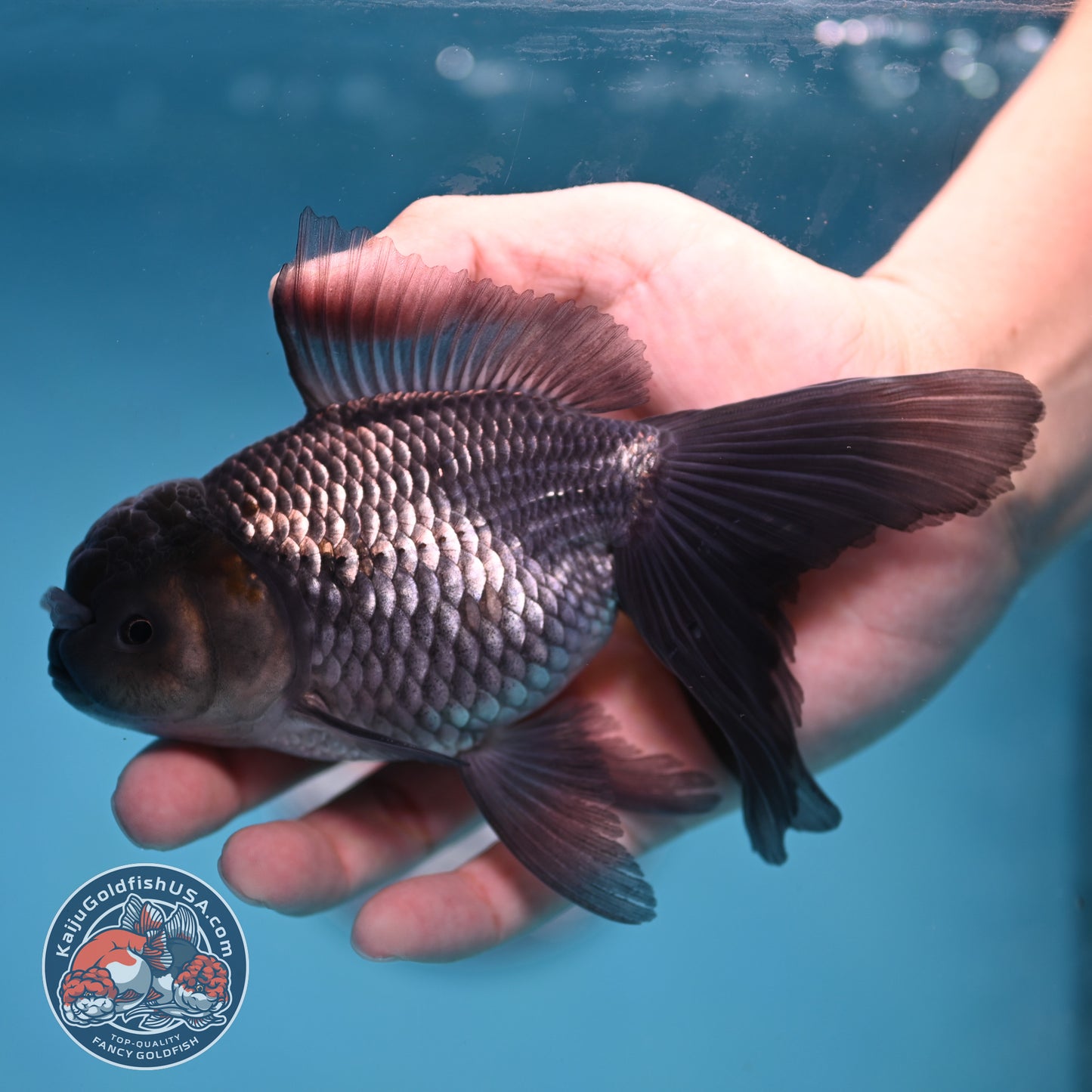Sapphire Blue Oranda 4 inch Body (260227_OR17)