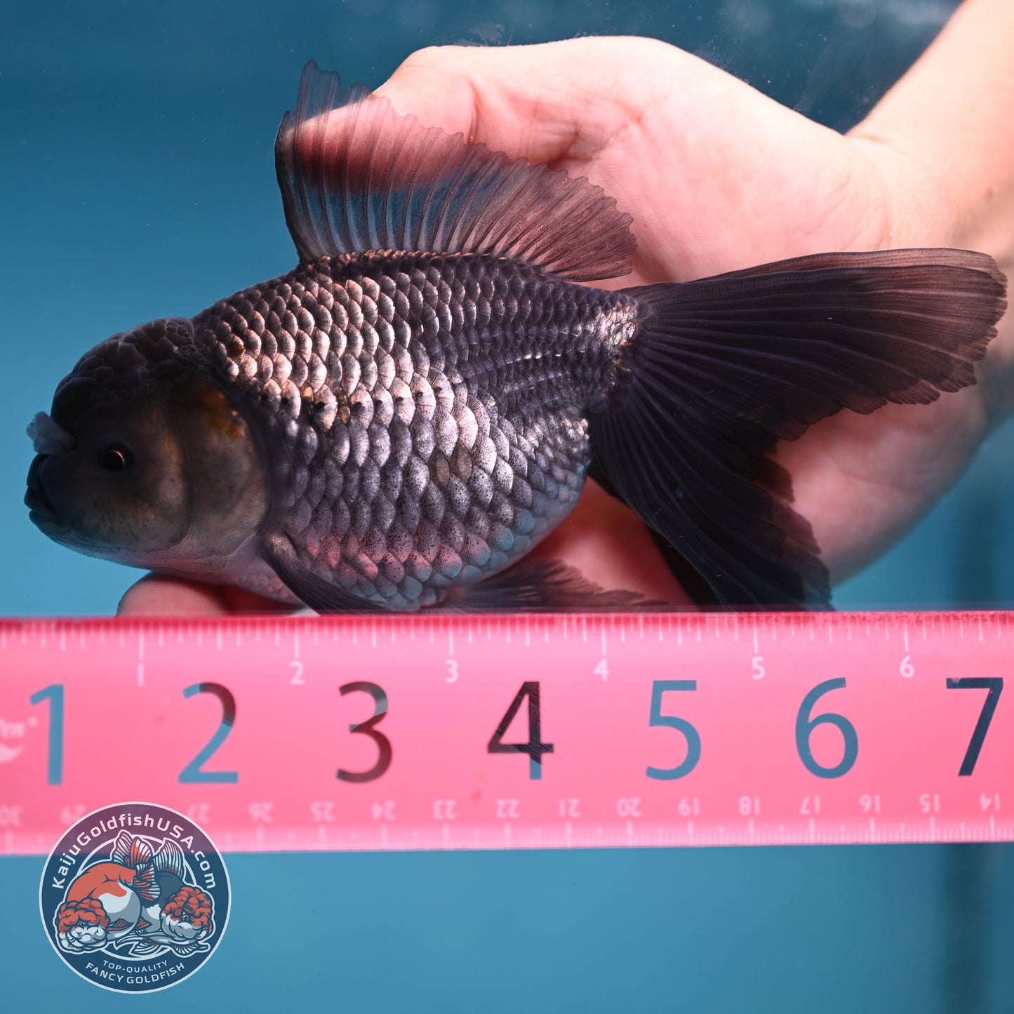 Sapphire Blue Oranda 4 inch Body (260227_OR17)