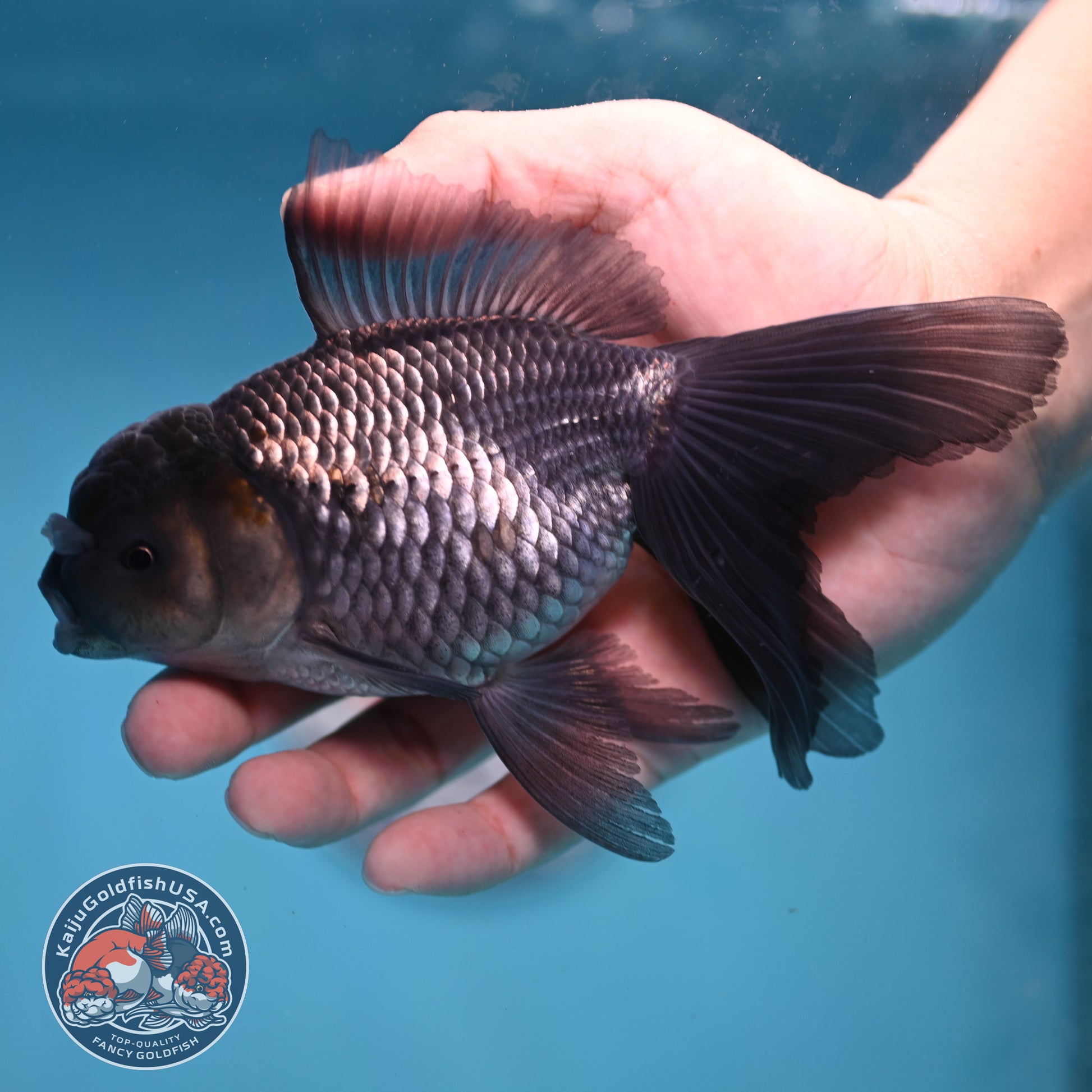 Sapphire Blue Oranda 4 inch Body (260227_OR17)