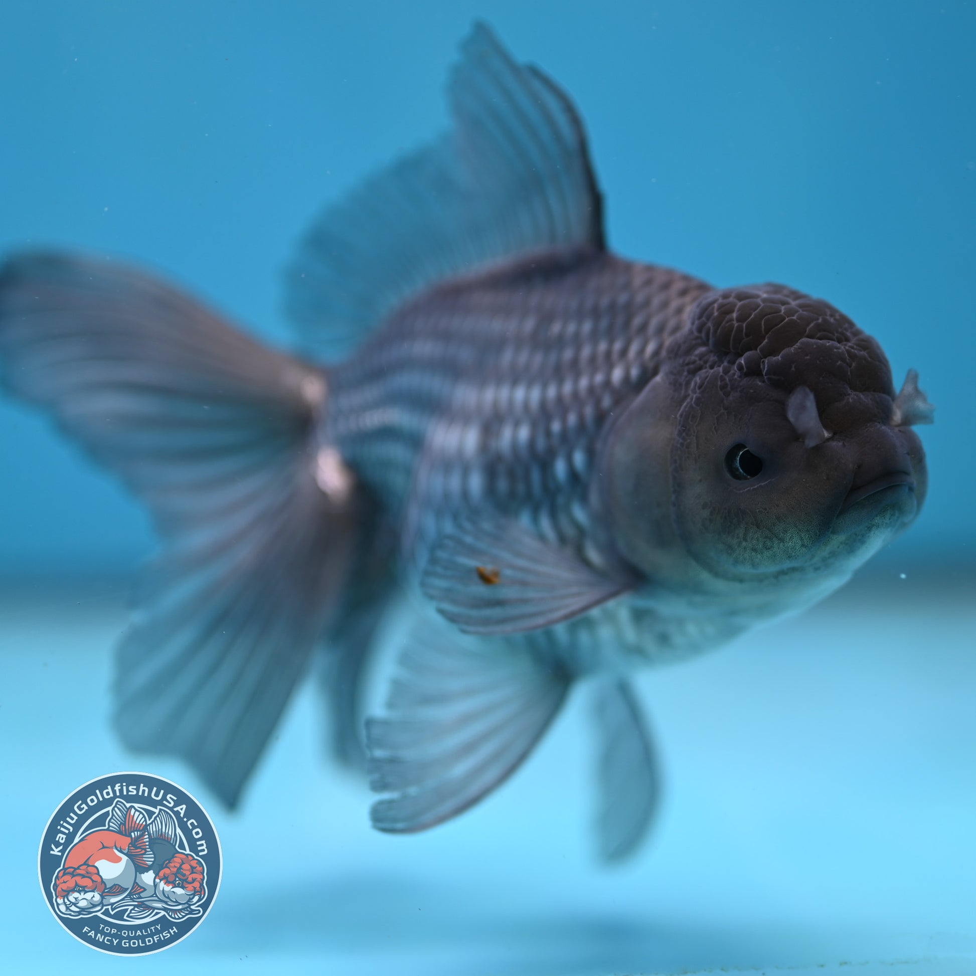 Sapphire Blue Oranda 4 inch Body (260227_OR17)