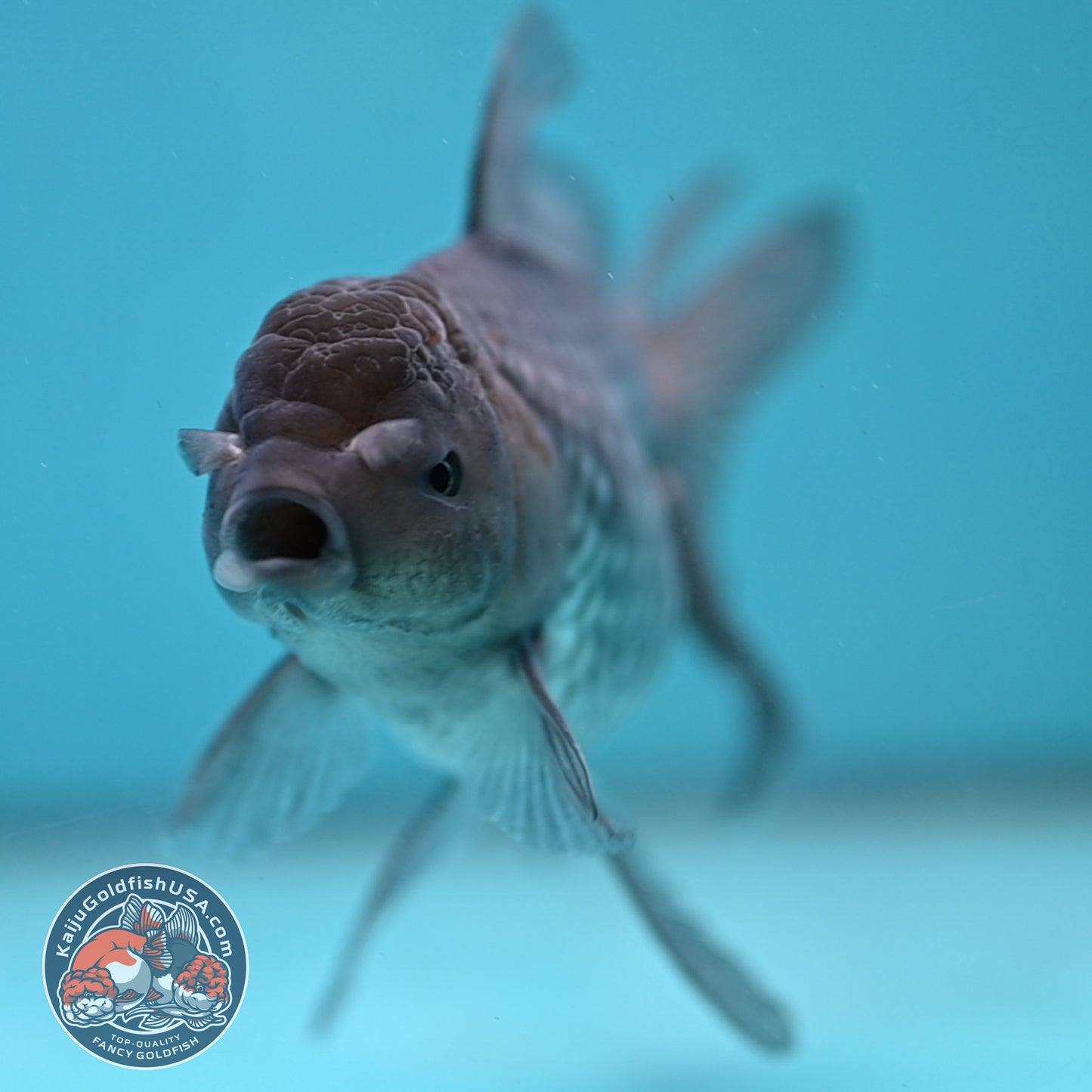 Sapphire Blue Oranda 4 inch Body (260227_OR17)