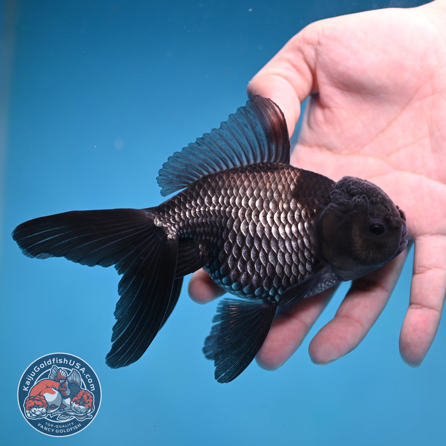 Sapphire Blue Oranda 4 inch Body (260227_OR18)