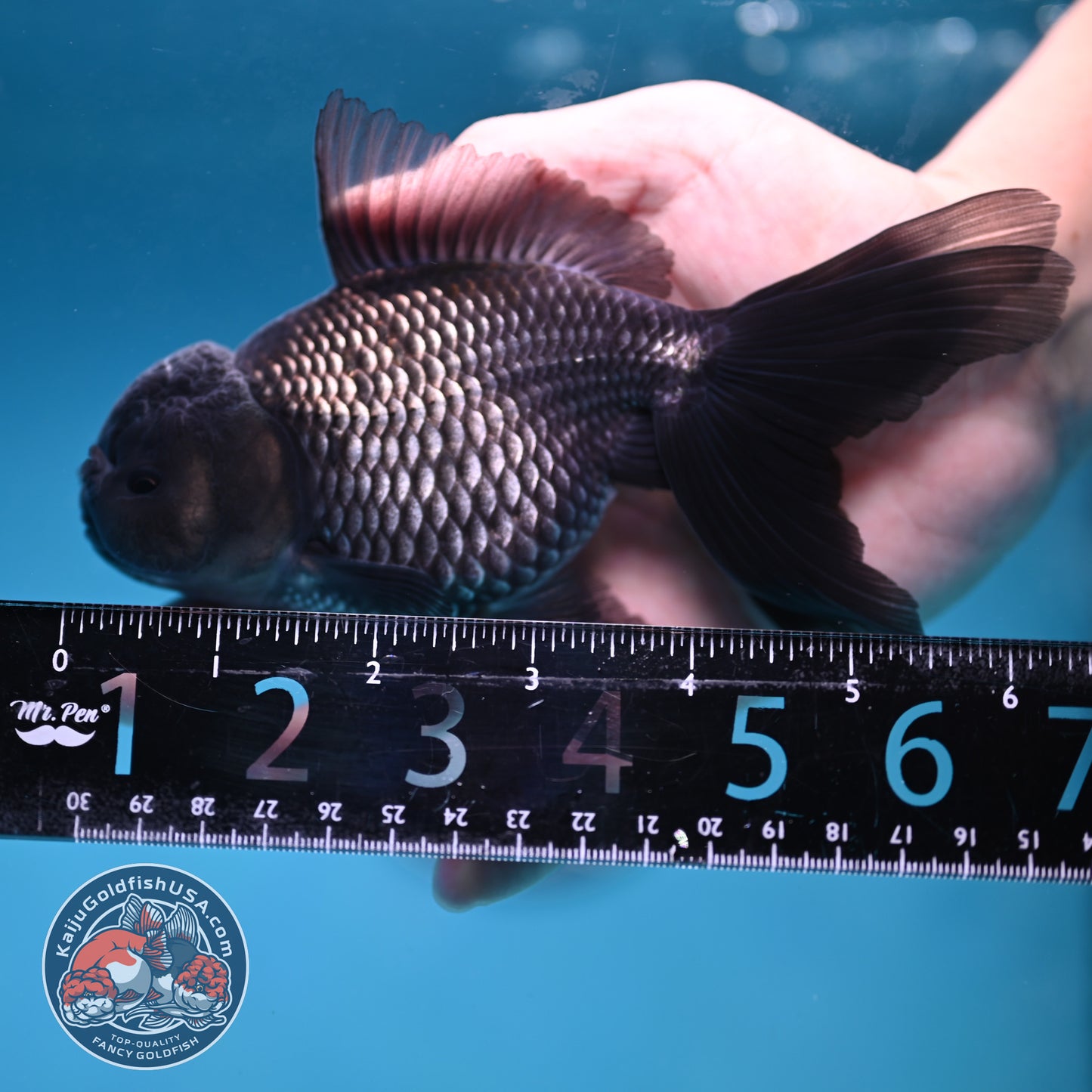 Sapphire Blue Oranda 4 inch Body (260227_OR18)