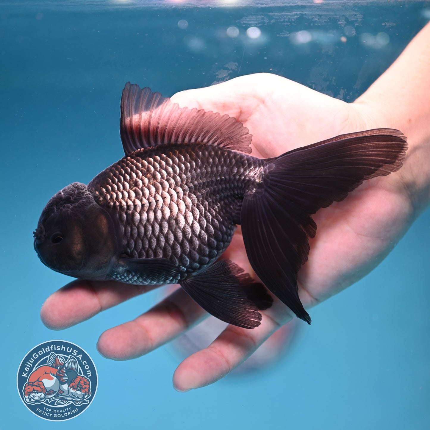 Sapphire Blue Oranda 4 inch Body (260227_OR18)