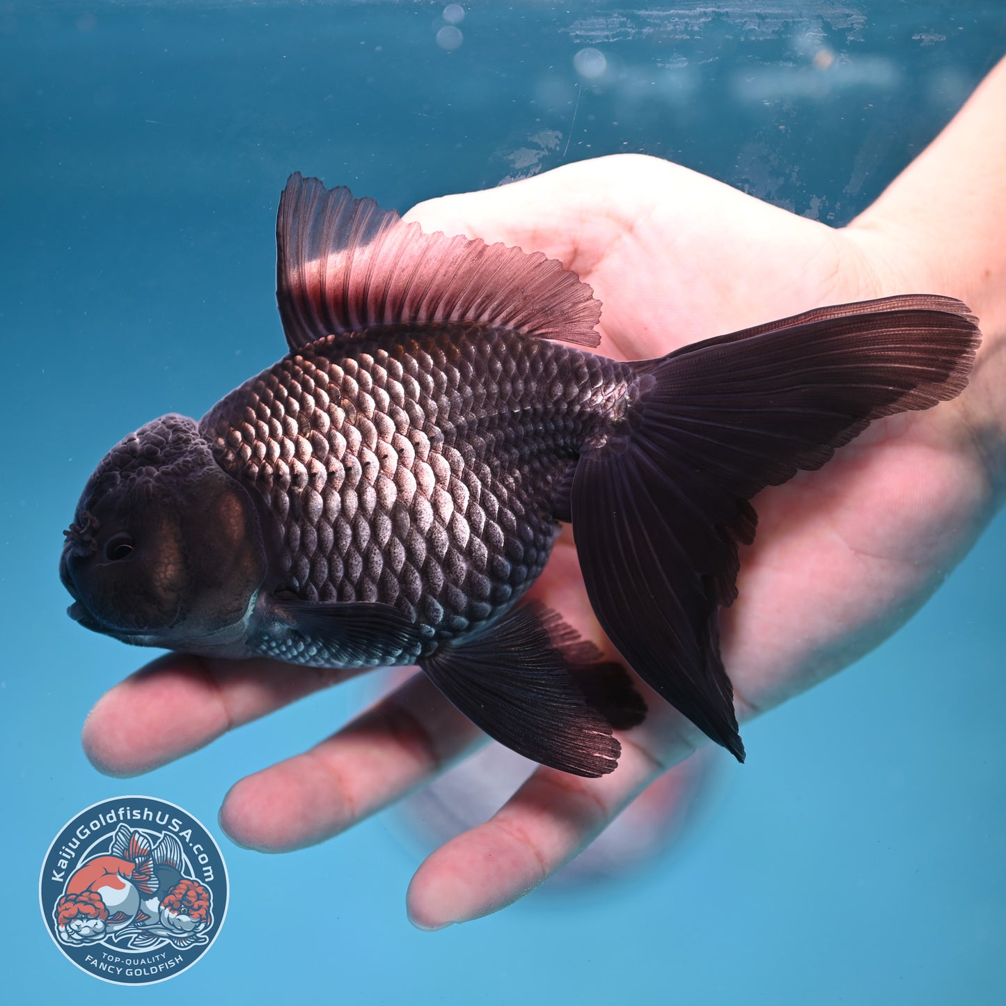 Sapphire Blue Oranda 4 inch Body (260227_OR18)