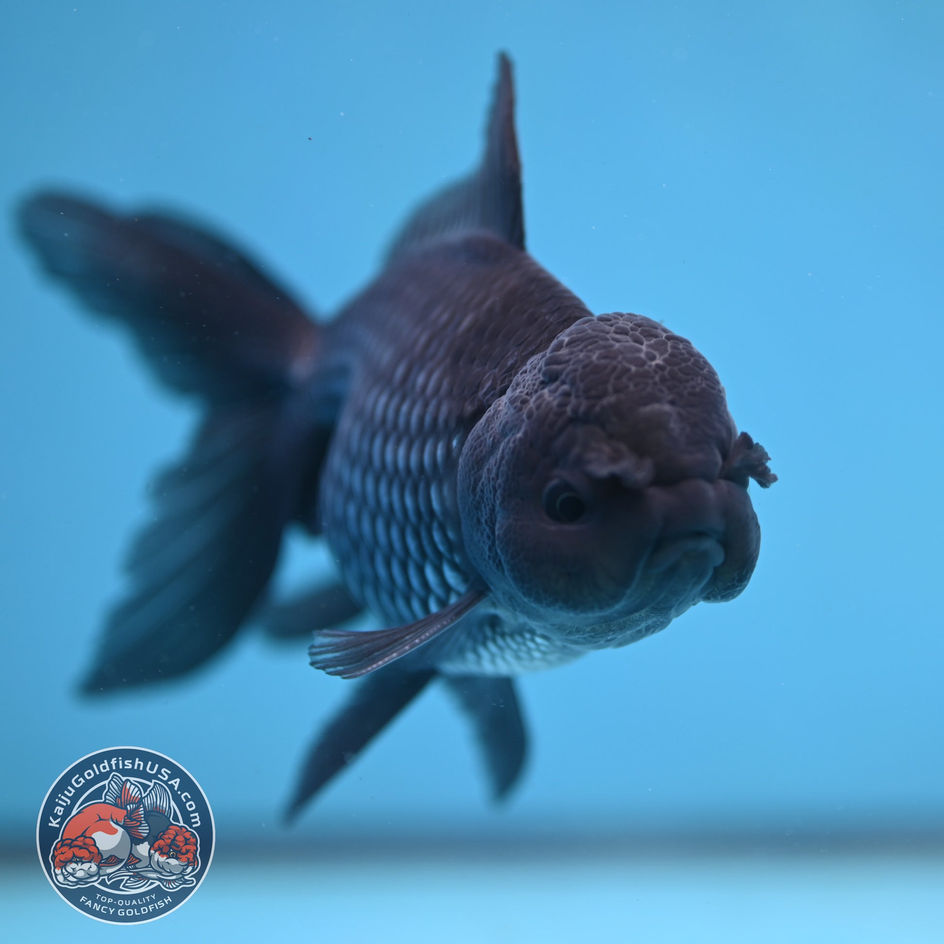 Sapphire Blue Oranda 4 inch Body (260227_OR18)