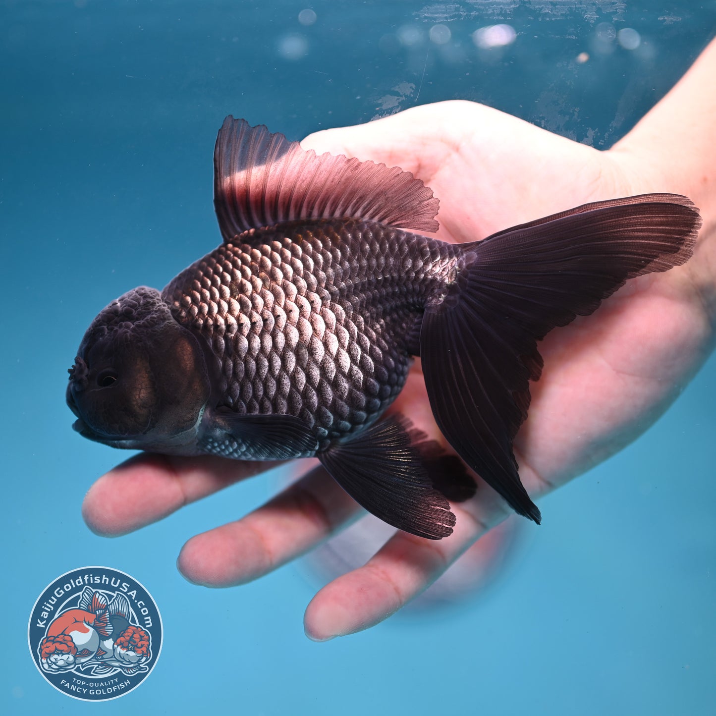 Sapphire Blue Oranda 4 inch Body (260227_OR18)