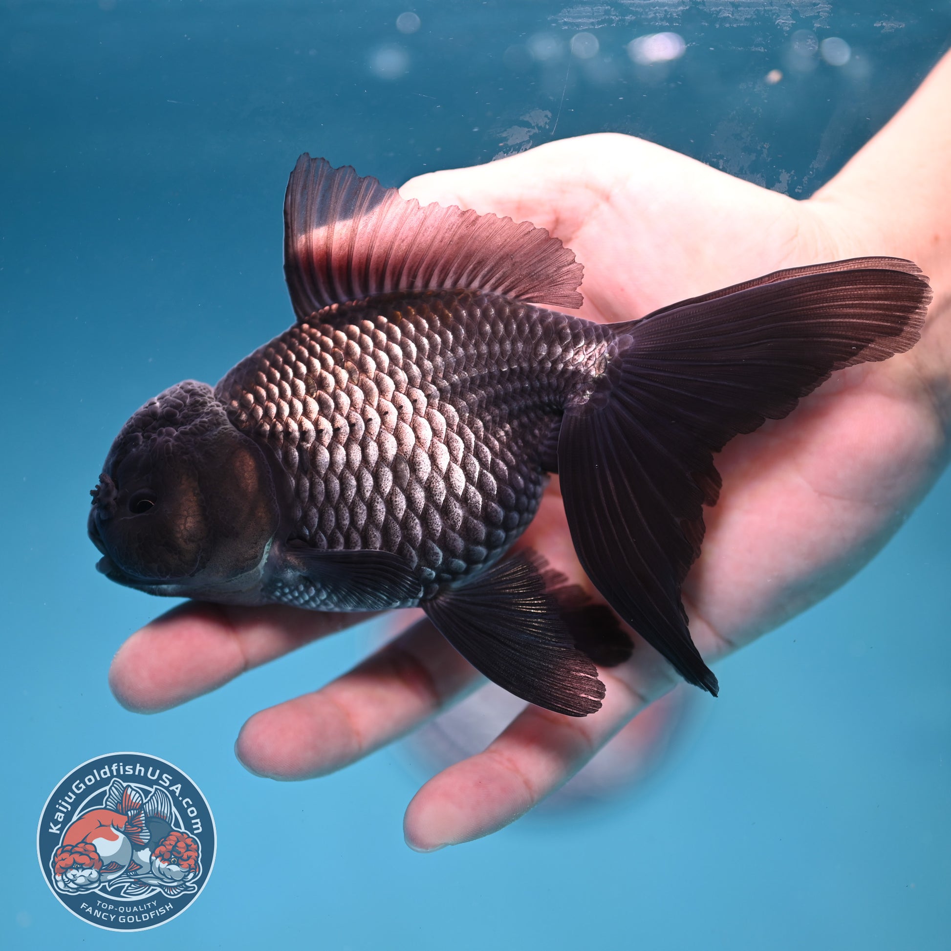 Sapphire Blue Oranda 4 inch Body (260227_OR18)