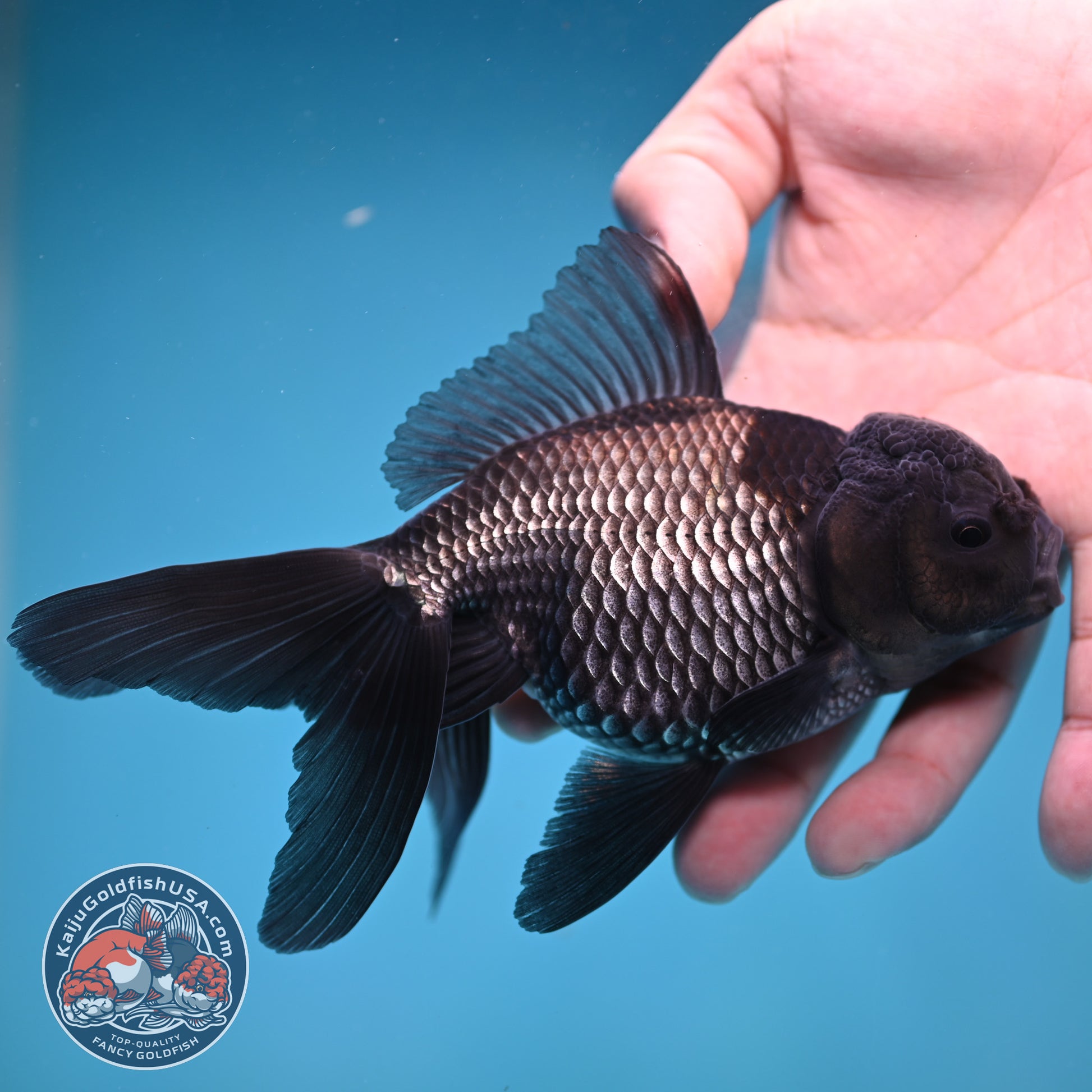 Sapphire Blue Oranda 4 inch Body (260227_OR18)