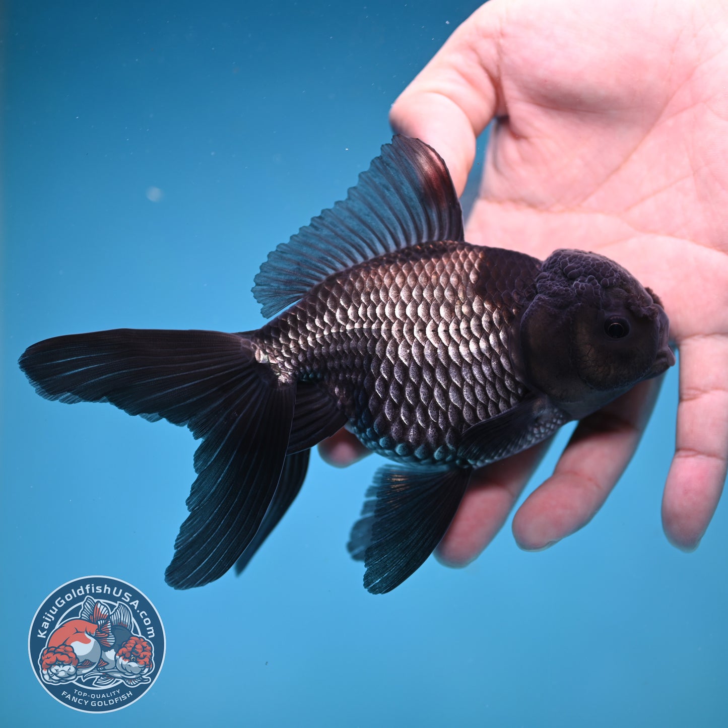 Sapphire Blue Oranda 4 inch Body (260227_OR18)