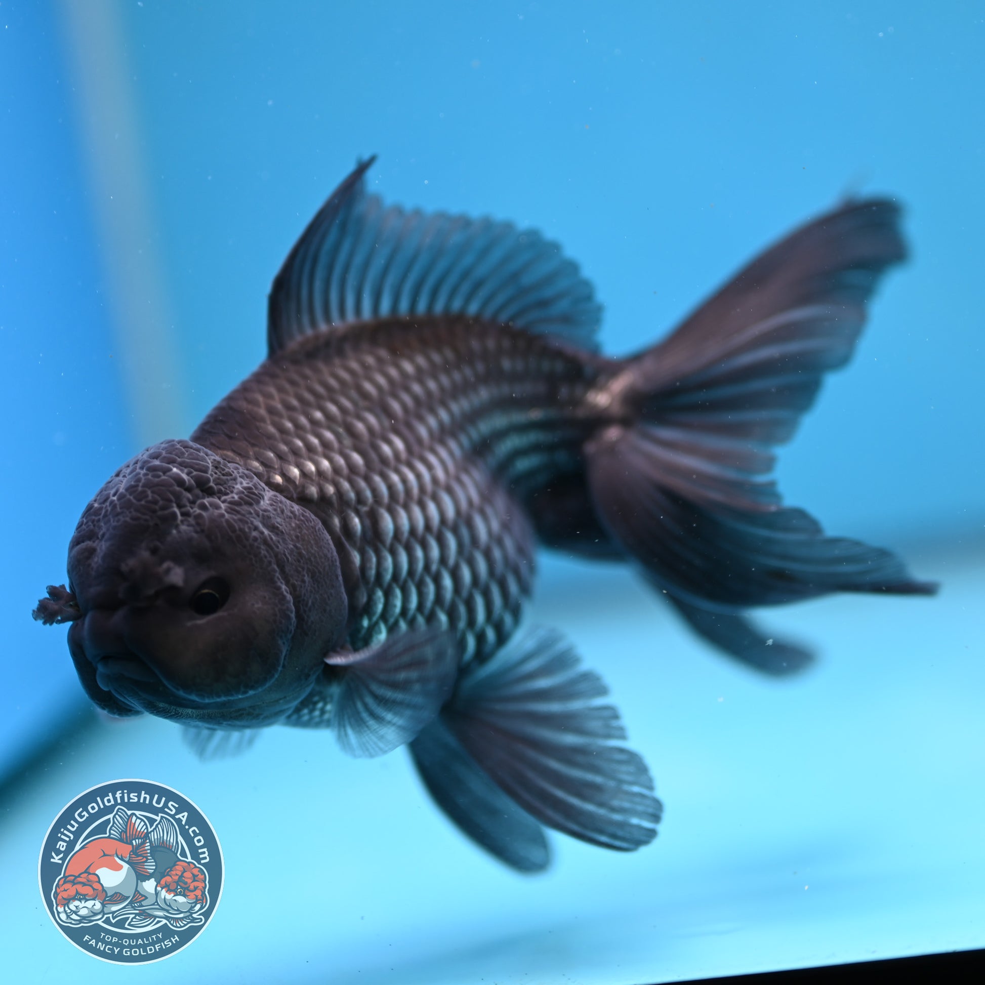 Sapphire Blue Oranda 4 inch Body (260227_OR18)
