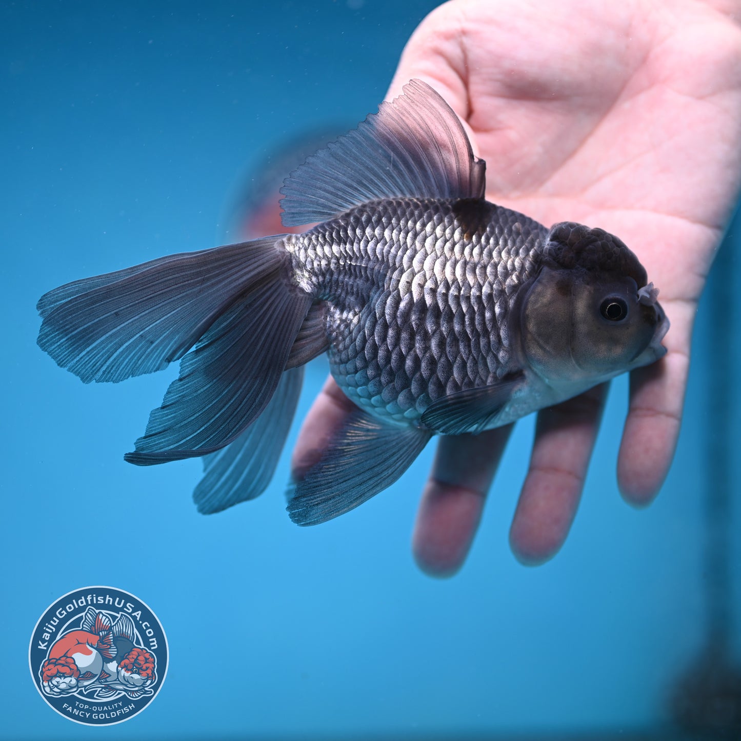 Sapphire Blue Oranda 4 inch Body (260227_OR19)