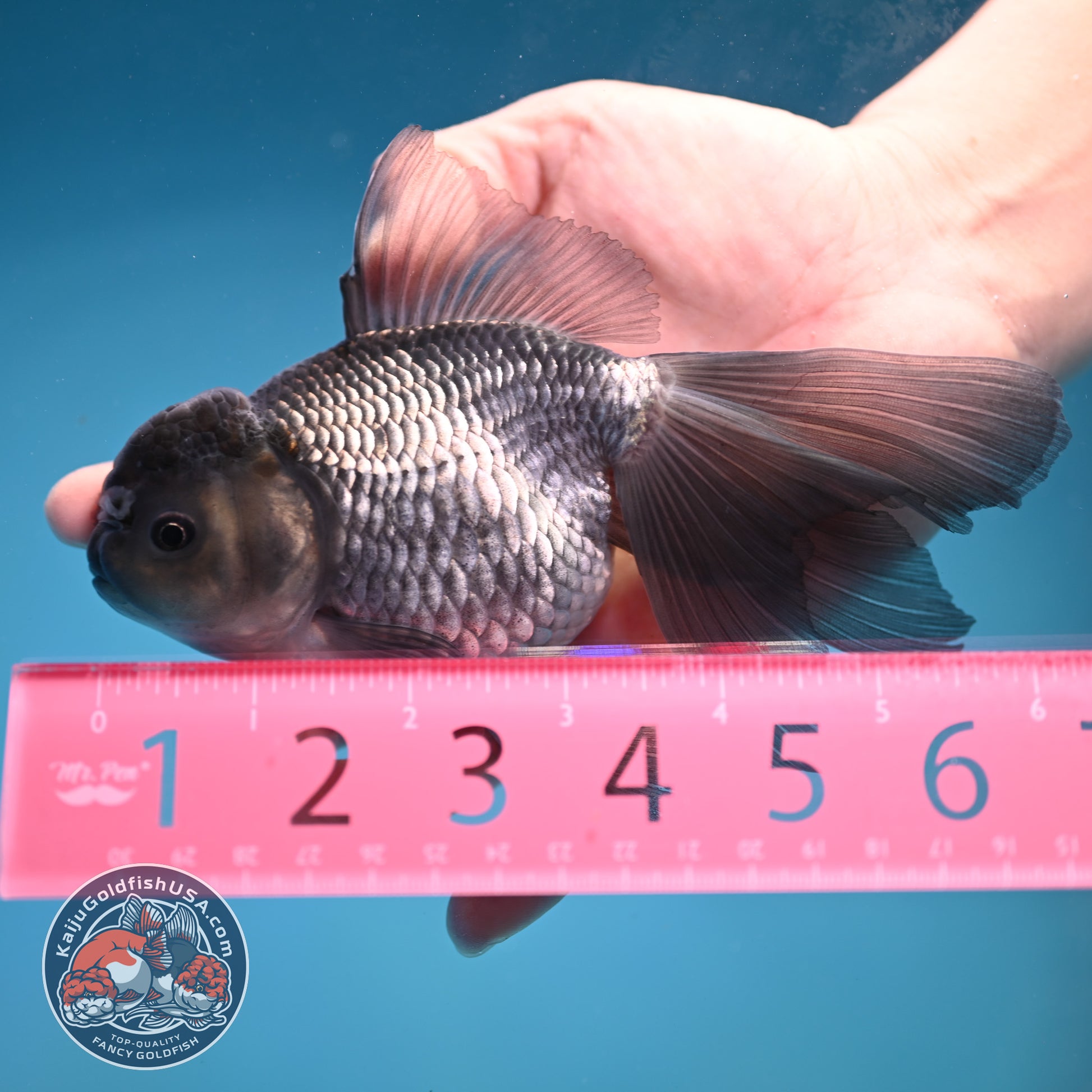 Sapphire Blue Oranda 4 inch Body (260227_OR19)