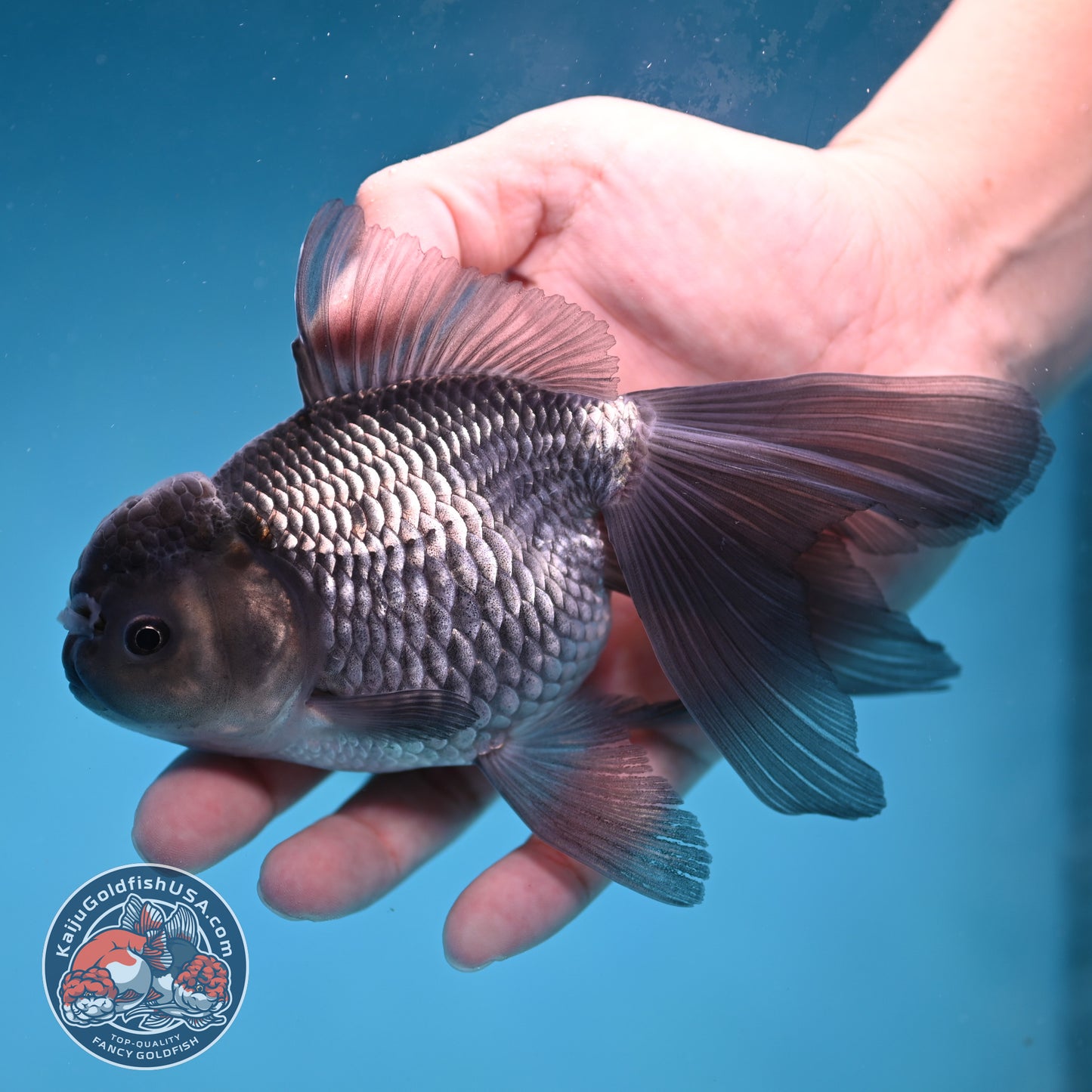 Sapphire Blue Oranda 4 inch Body (260227_OR19)