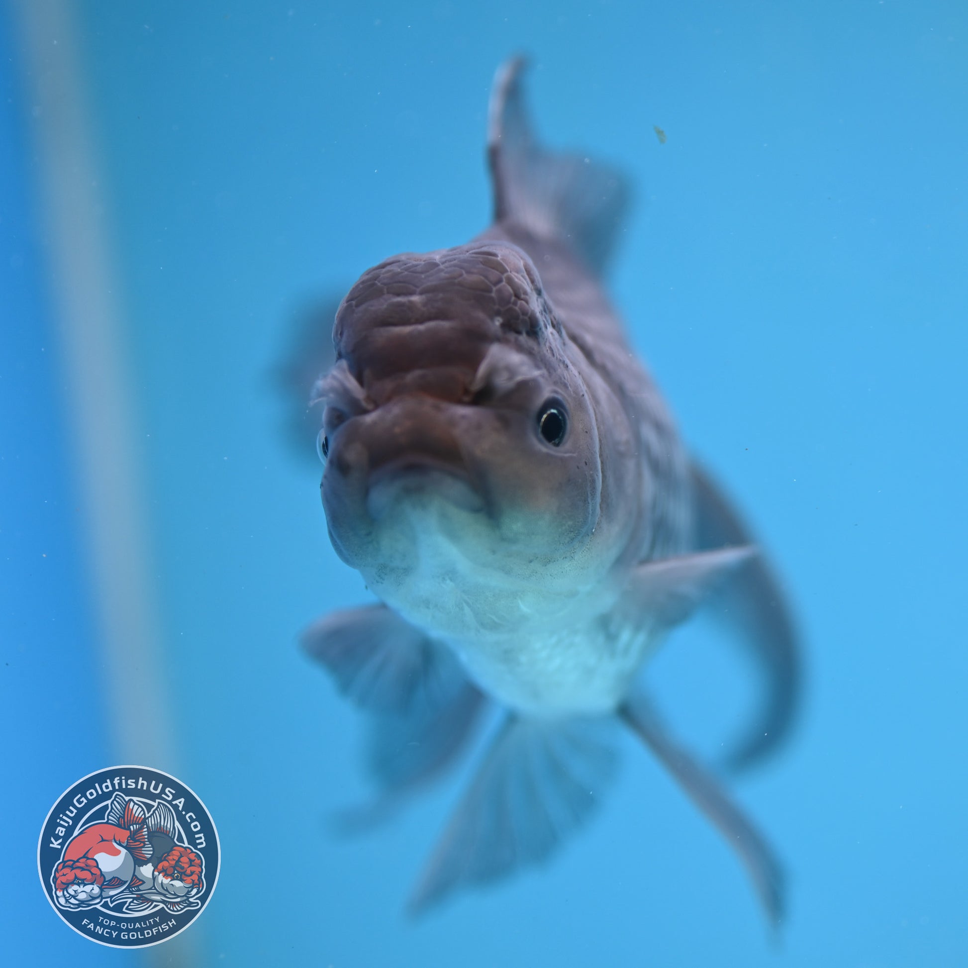 Sapphire Blue Oranda 4 inch Body (260227_OR19)