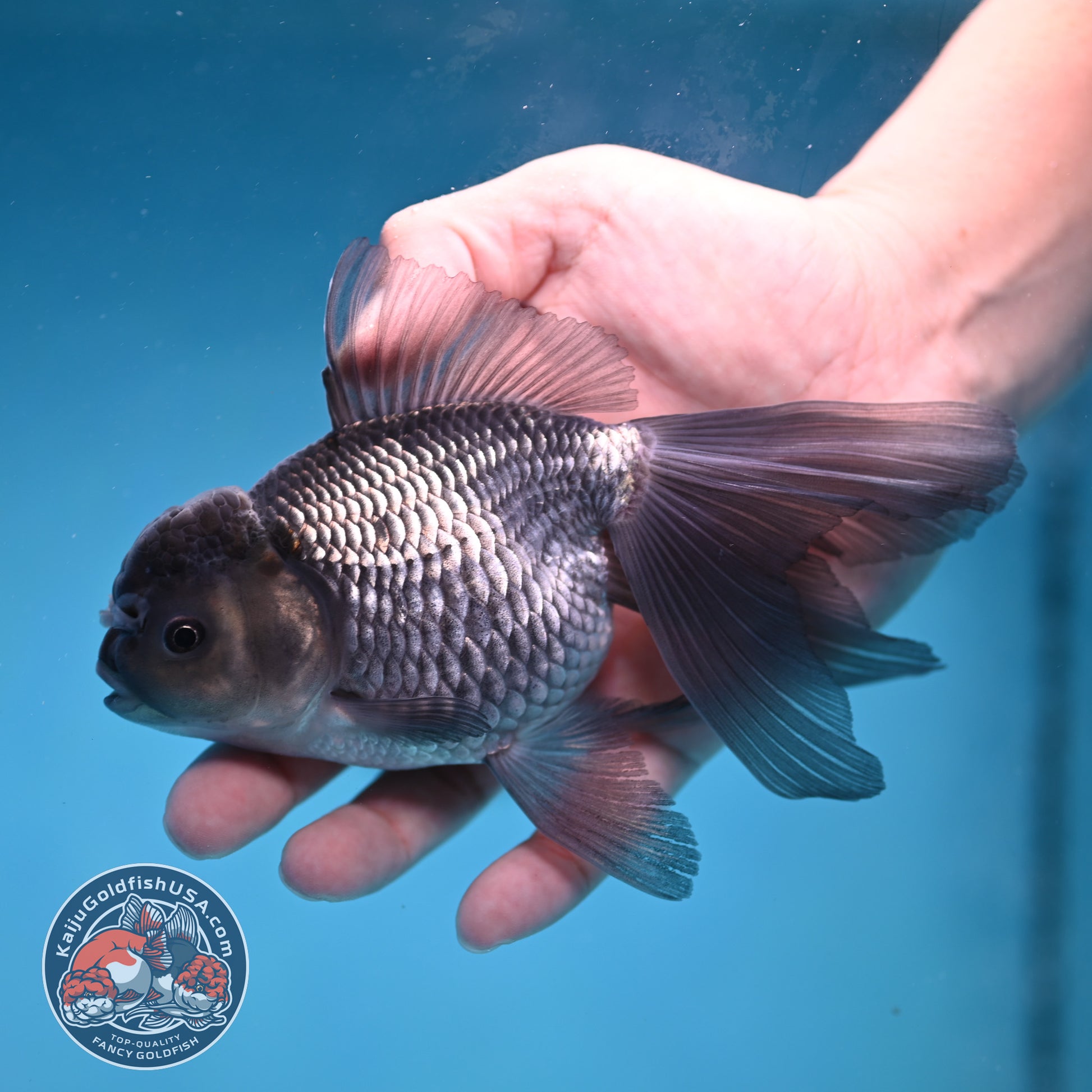 Sapphire Blue Oranda 4 inch Body (260227_OR19)