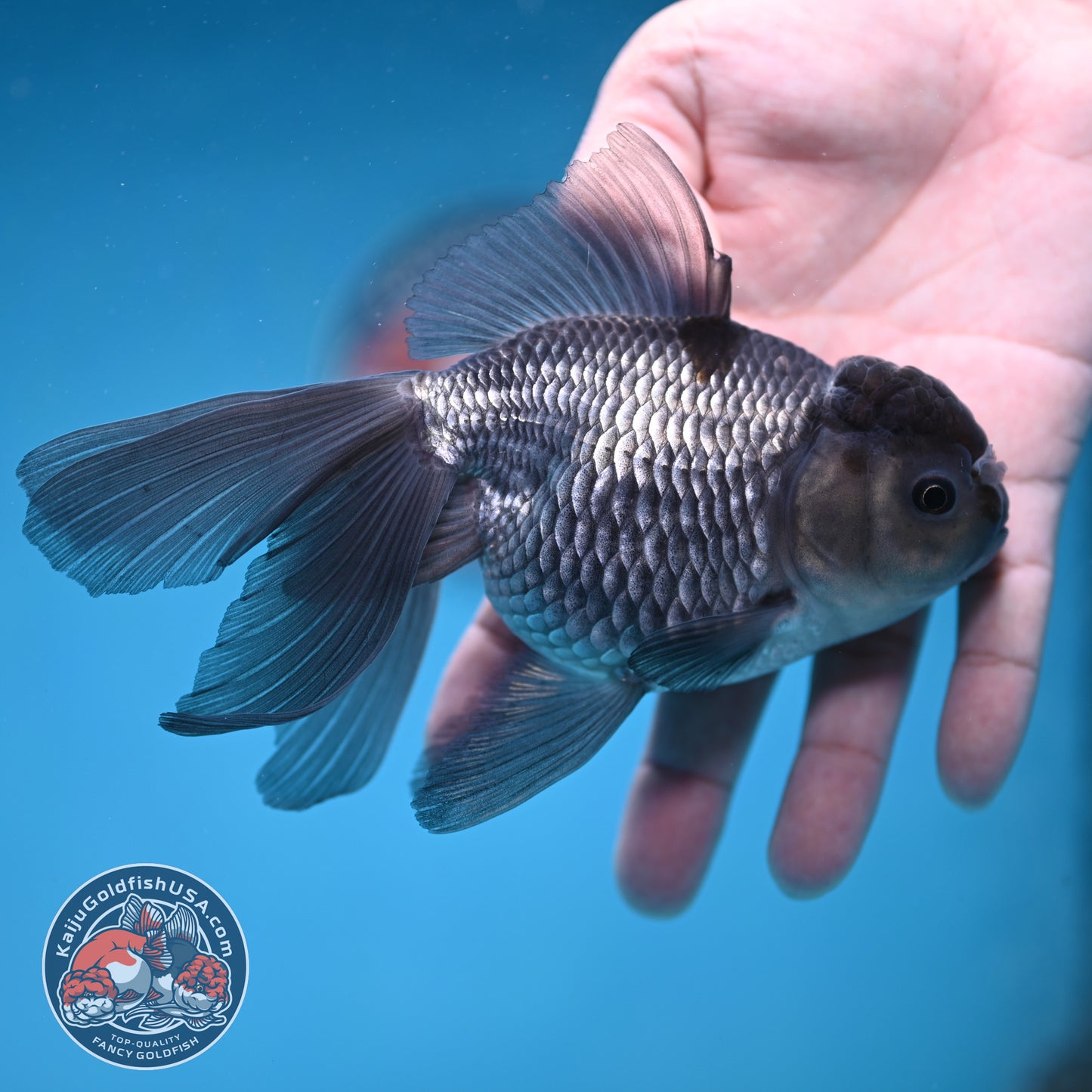 Sapphire Blue Oranda 4 inch Body (260227_OR19)