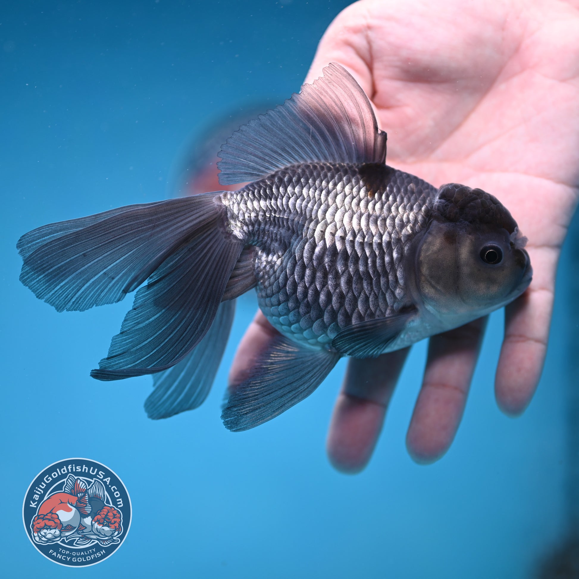 Sapphire Blue Oranda 4 inch Body (260227_OR19)