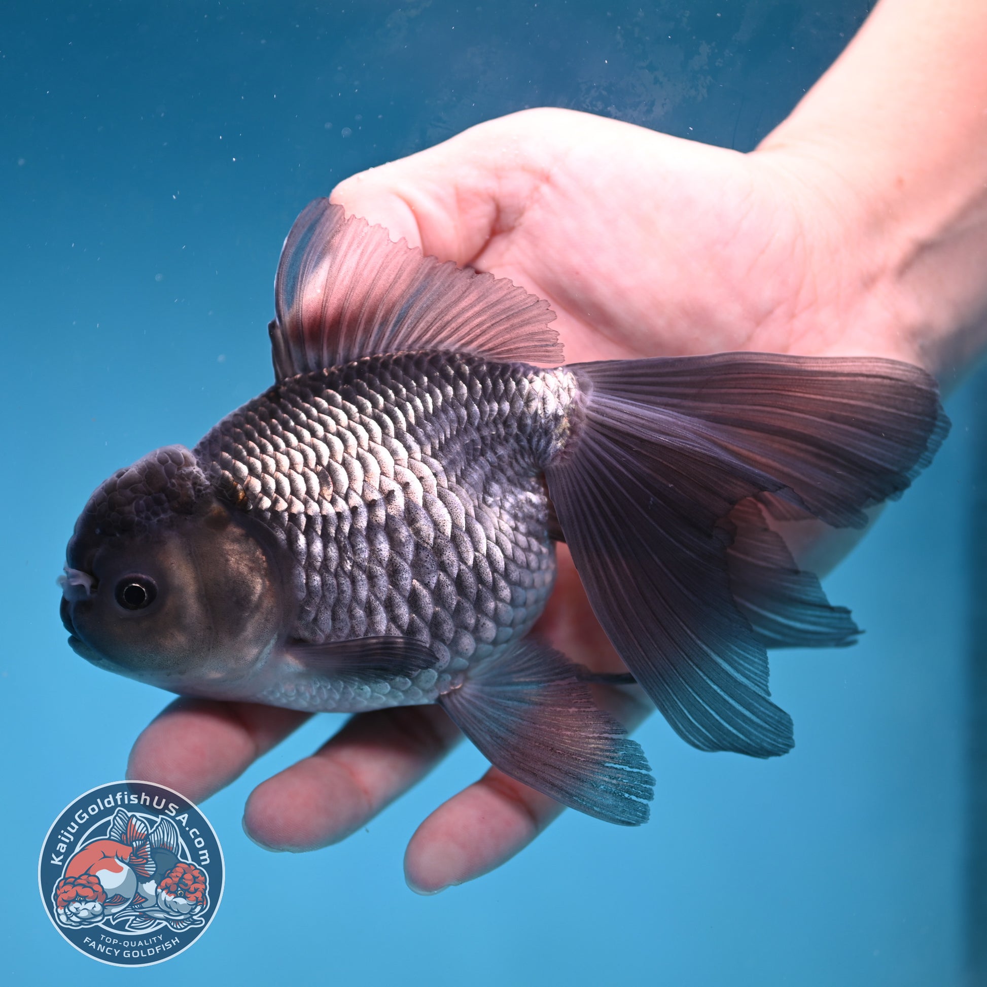 Sapphire Blue Oranda 4 inch Body (260227_OR19)