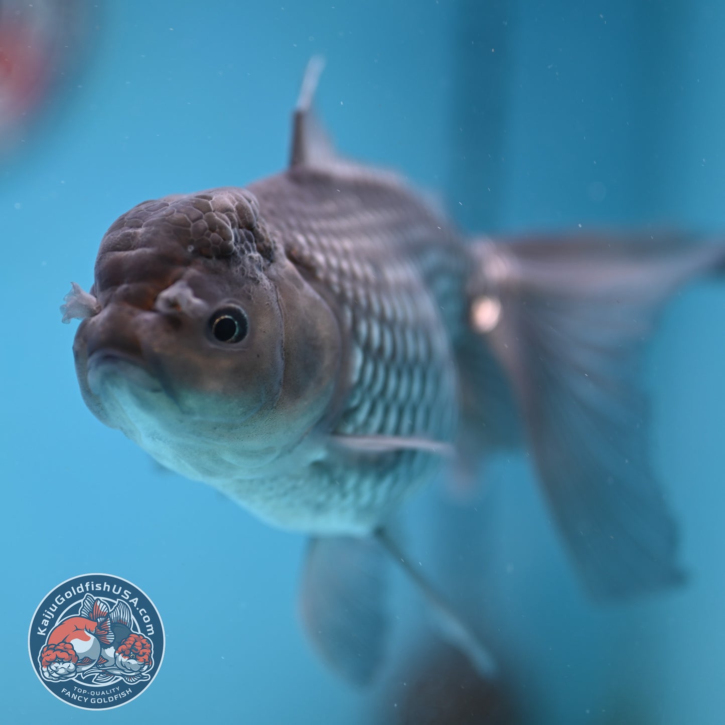 Sapphire Blue Oranda 4 inch Body (260227_OR19)