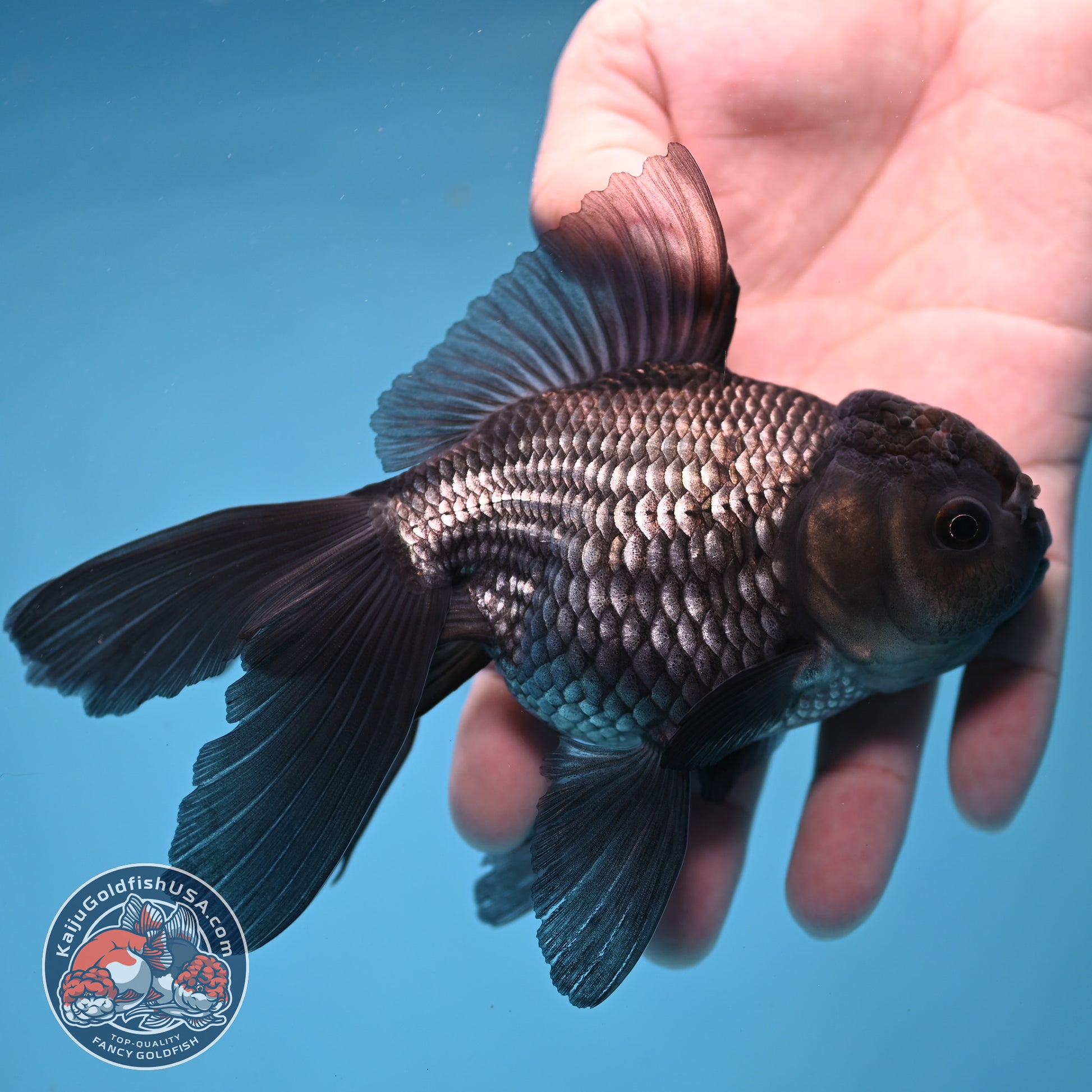 Sapphire Blue Oranda 4 inch Body (260306_OR14)