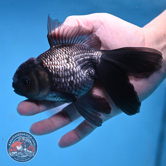 Sapphire Blue Oranda 4 inch Body (260306_OR14)