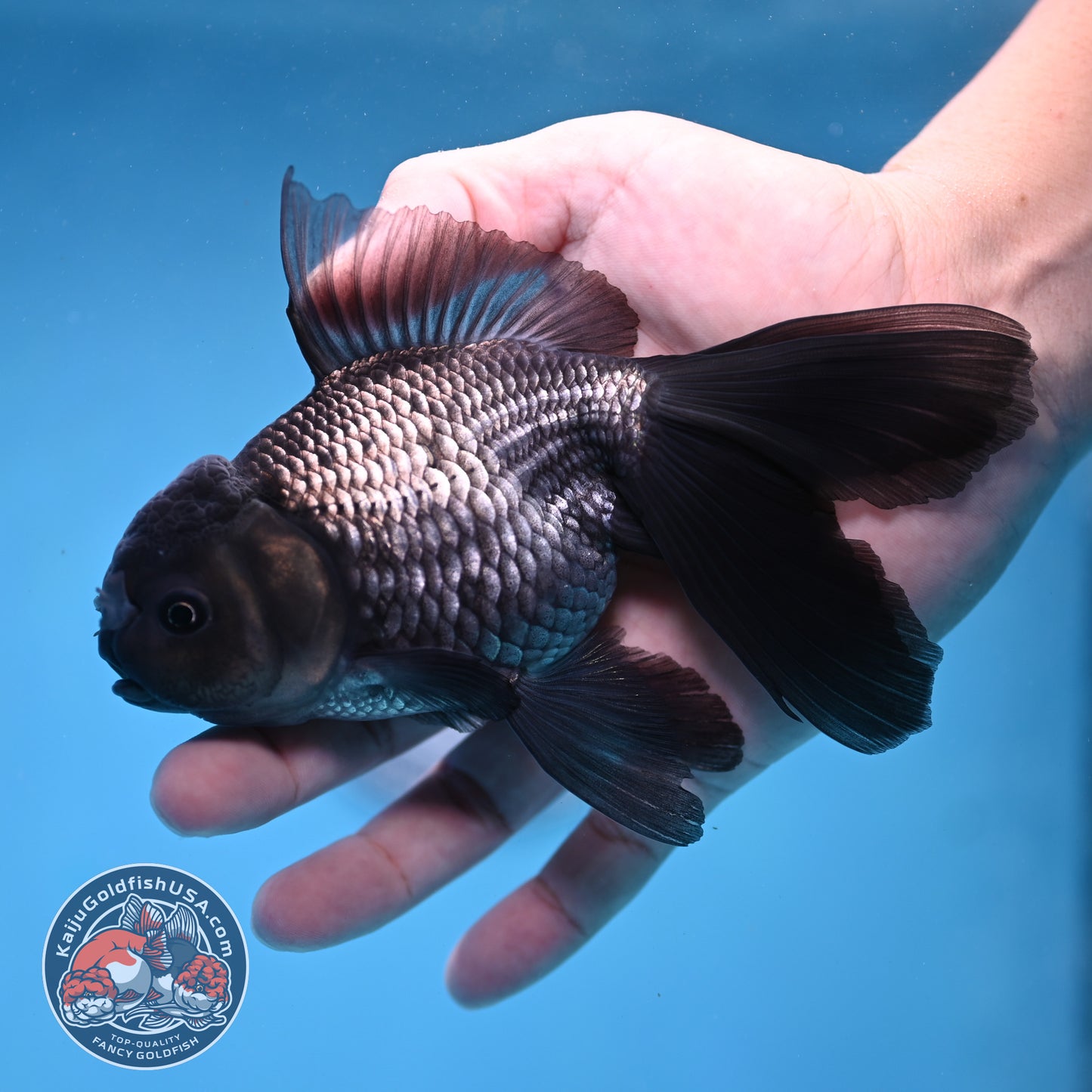 Sapphire Blue Oranda 4 inch Body (260306_OR14)
