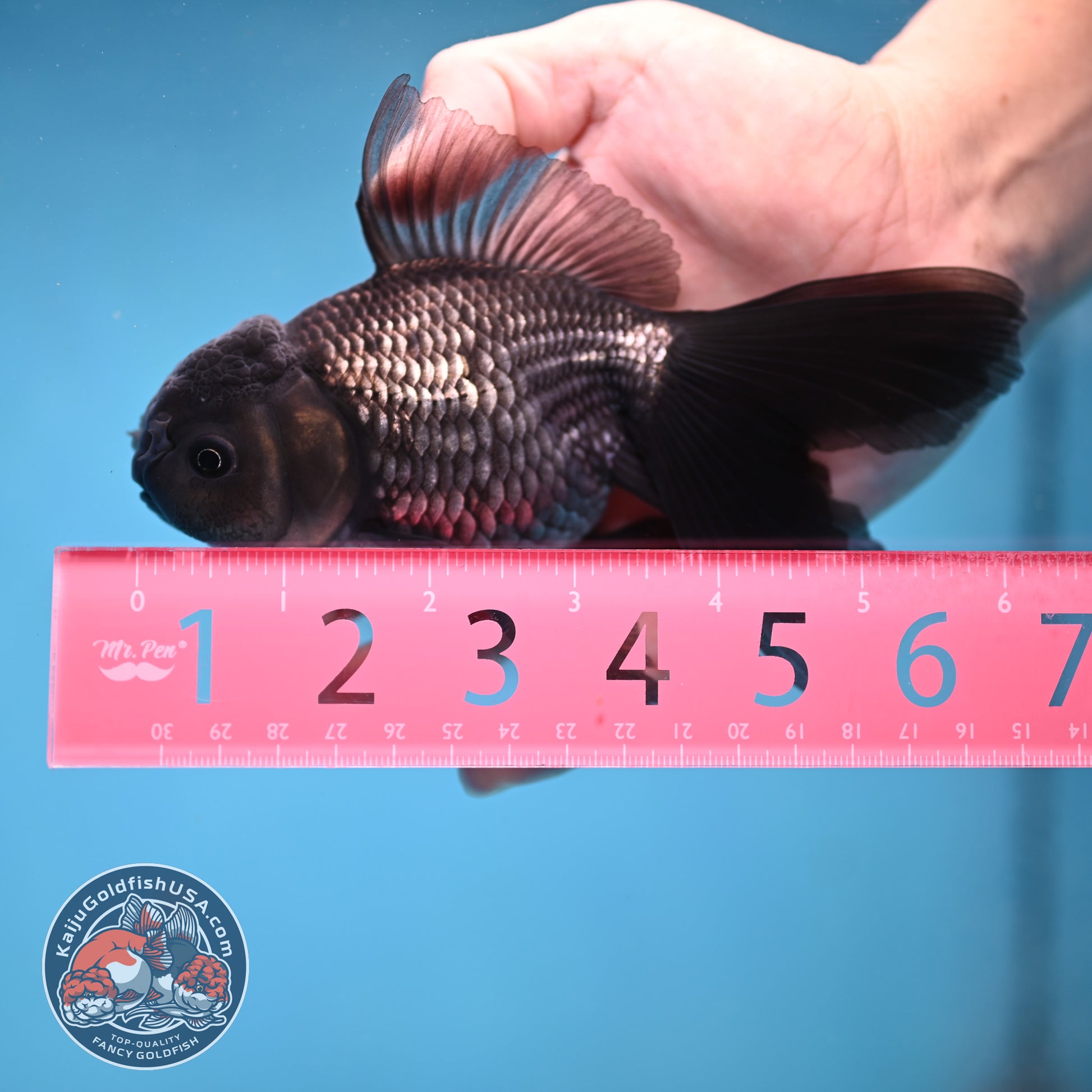 Sapphire Blue Oranda 4 inch Body (260306_OR14)
