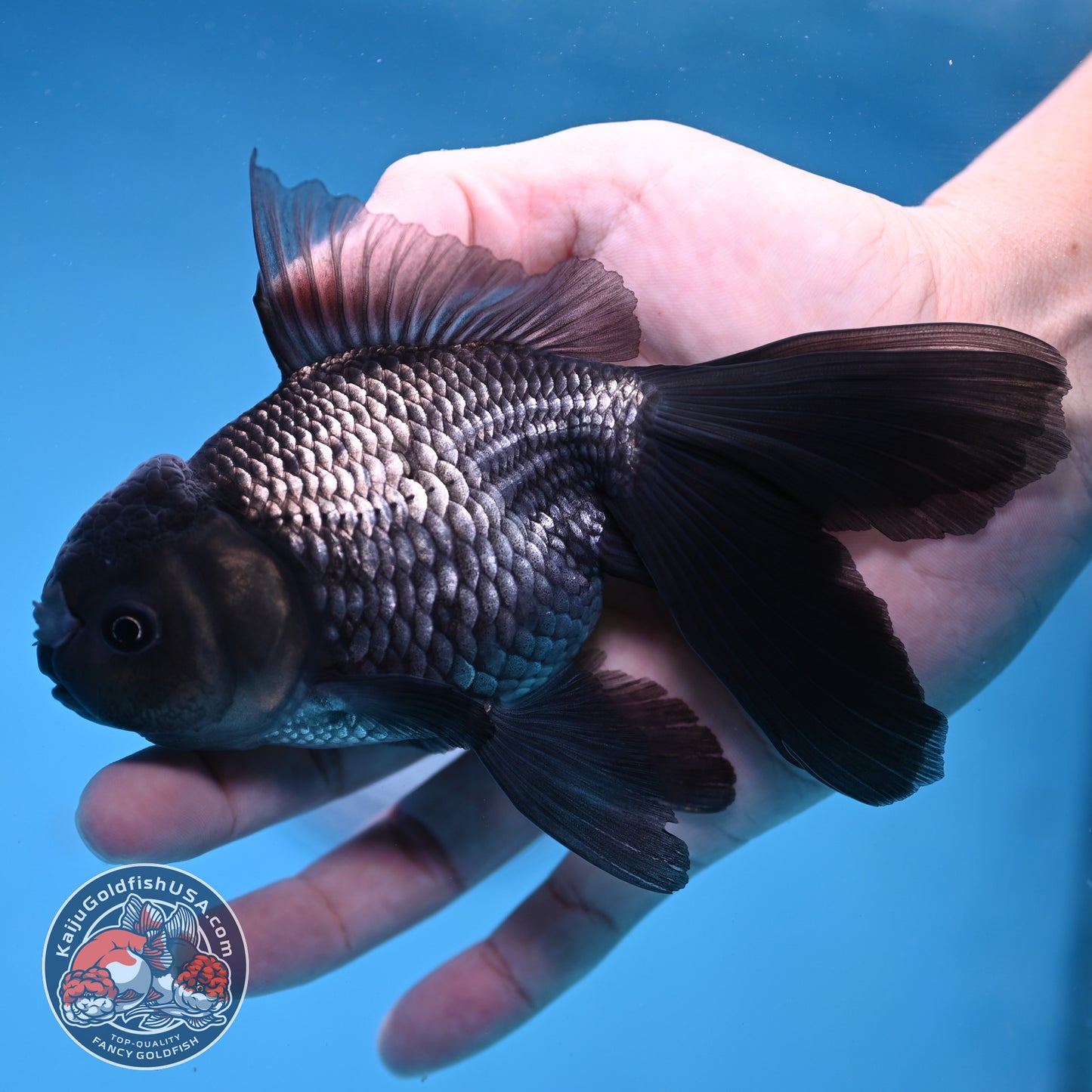 Sapphire Blue Oranda 4 inch Body (260306_OR14)