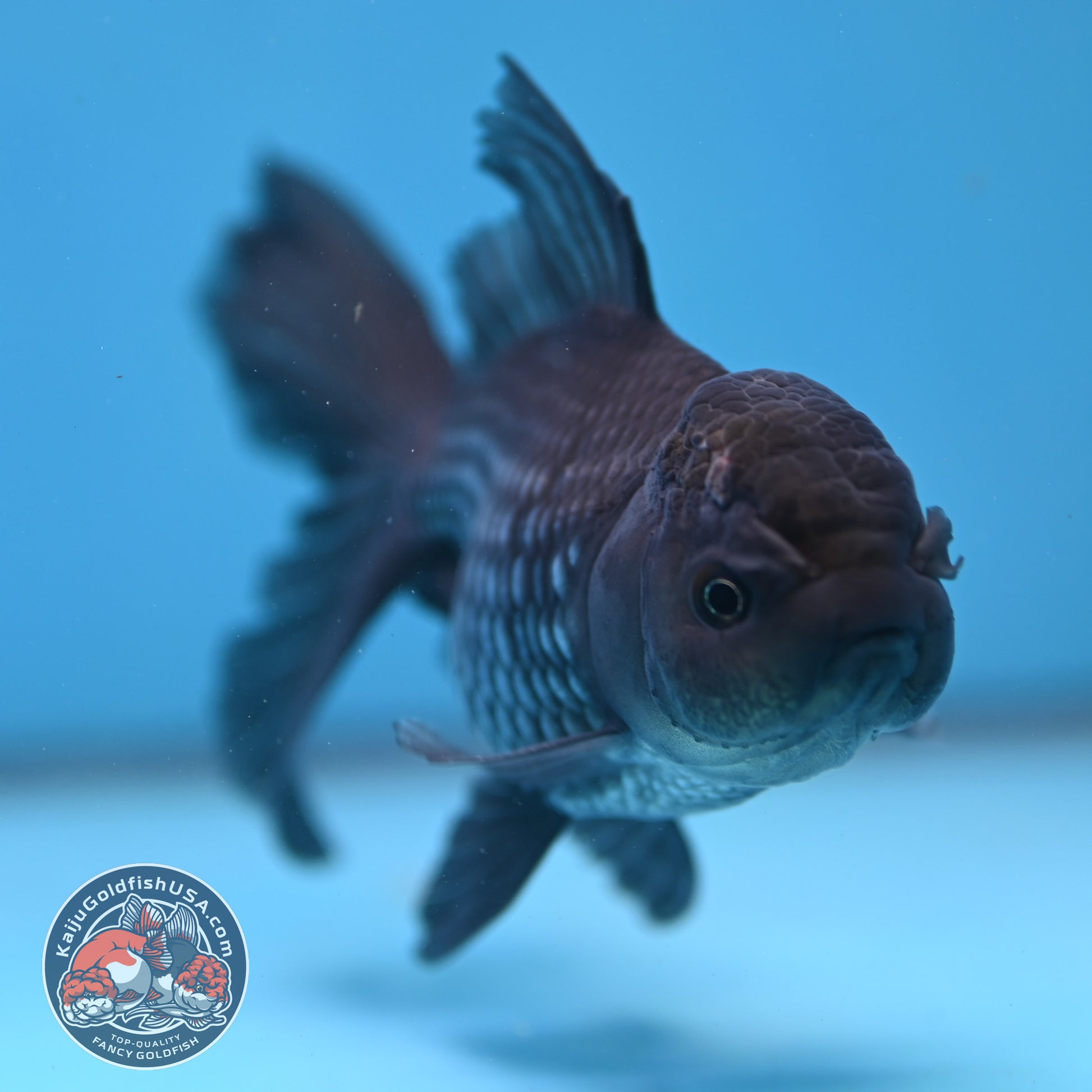 Sapphire Blue Oranda 4 inch Body (260306_OR14)