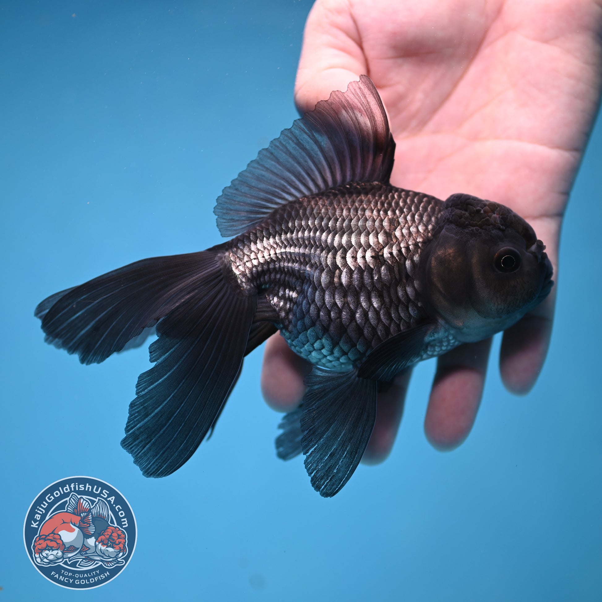 Sapphire Blue Oranda 4 inch Body (260306_OR14)