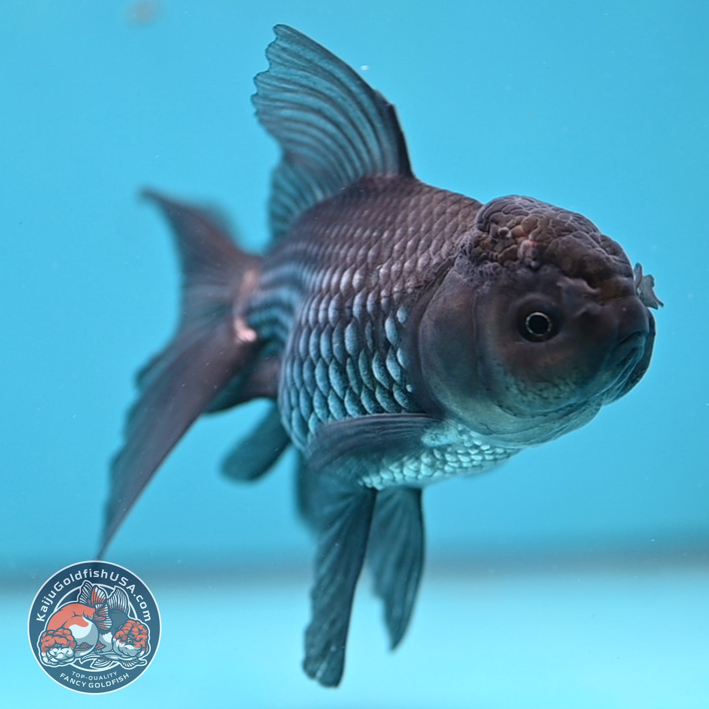 Sapphire Blue Oranda 4 inch Body (260306_OR14)