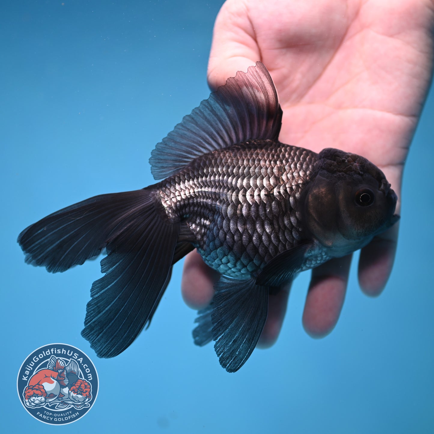 Sapphire Blue Oranda 4 inch Body (260306_OR14)