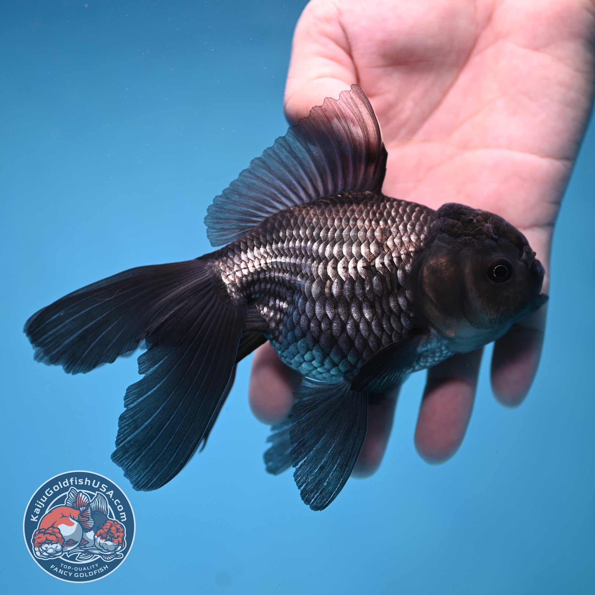 Sapphire Blue Oranda 4 inch Body (260306_OR14)