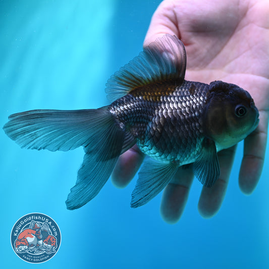 Sapphire Blue Oranda 4 inch Body (260501_OR08)
