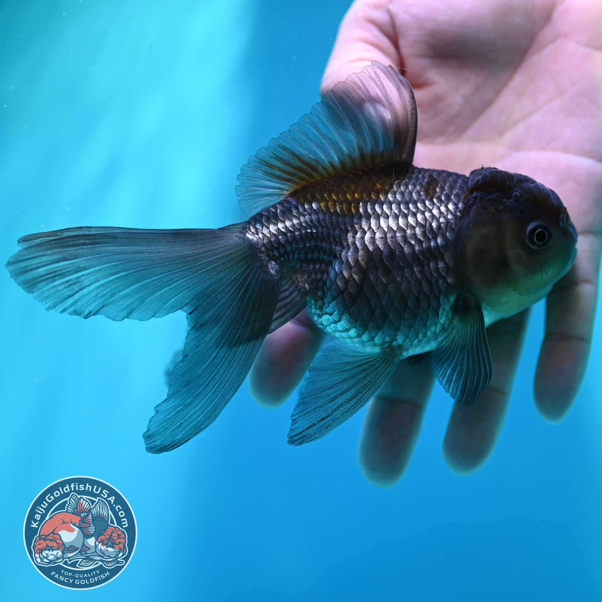 Sapphire Blue Oranda 4 inch Body (260501_OR08)
