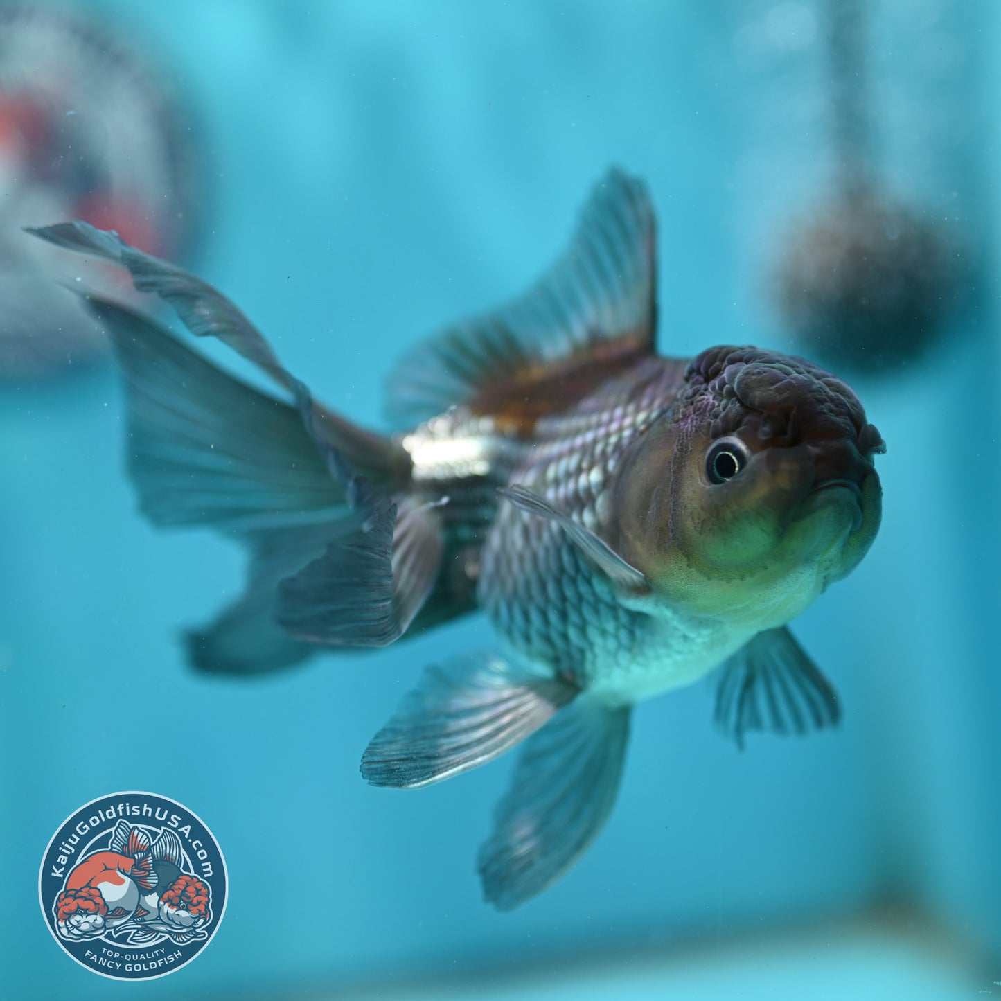 Sapphire Blue Oranda 4 inch Body (260501_OR08)