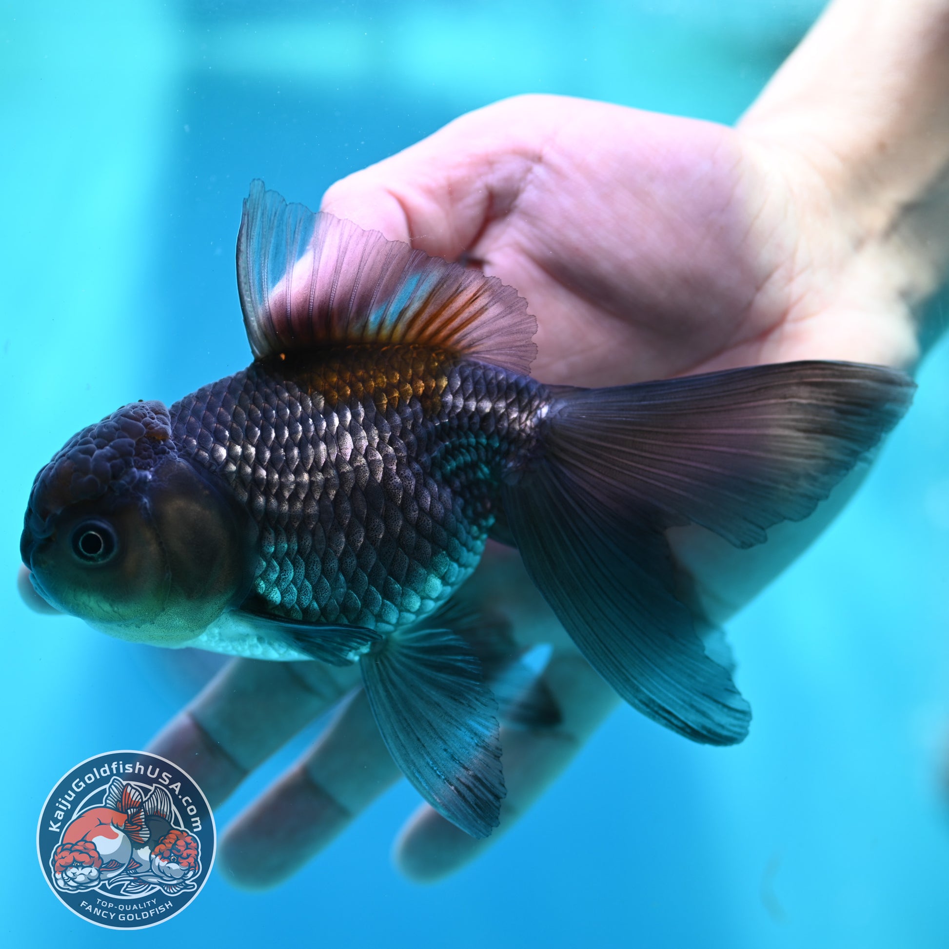 Sapphire Blue Oranda 4 inch Body (260501_OR08)