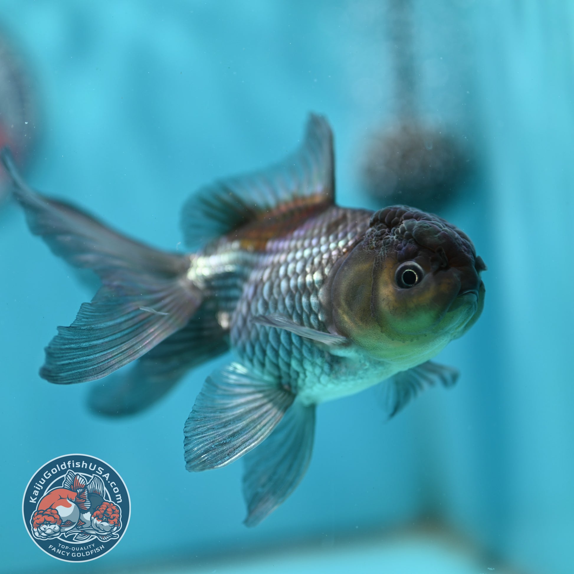 Sapphire Blue Oranda 4 inch Body (260501_OR08)
