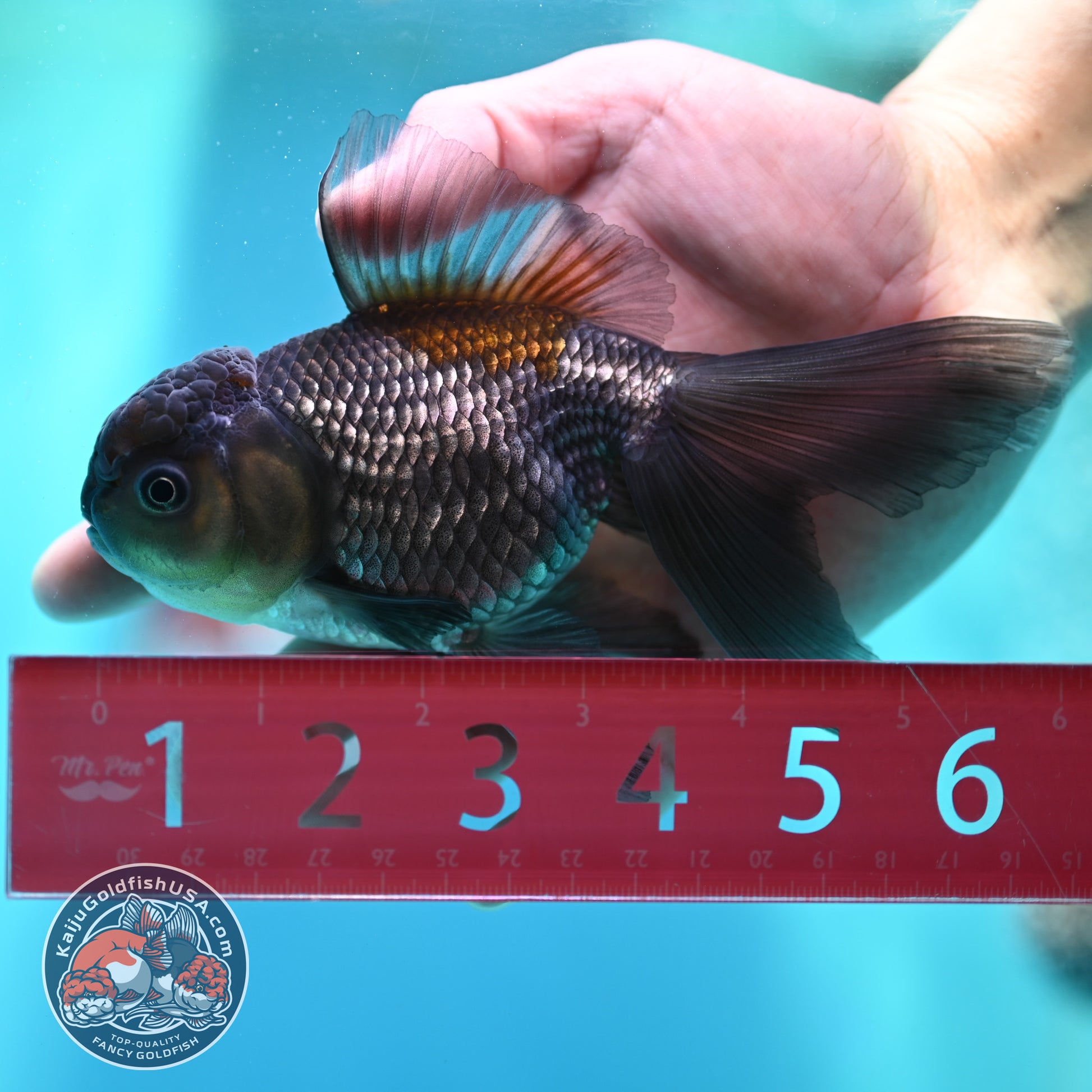 Sapphire Blue Oranda 4 inch Body (260501_OR08)