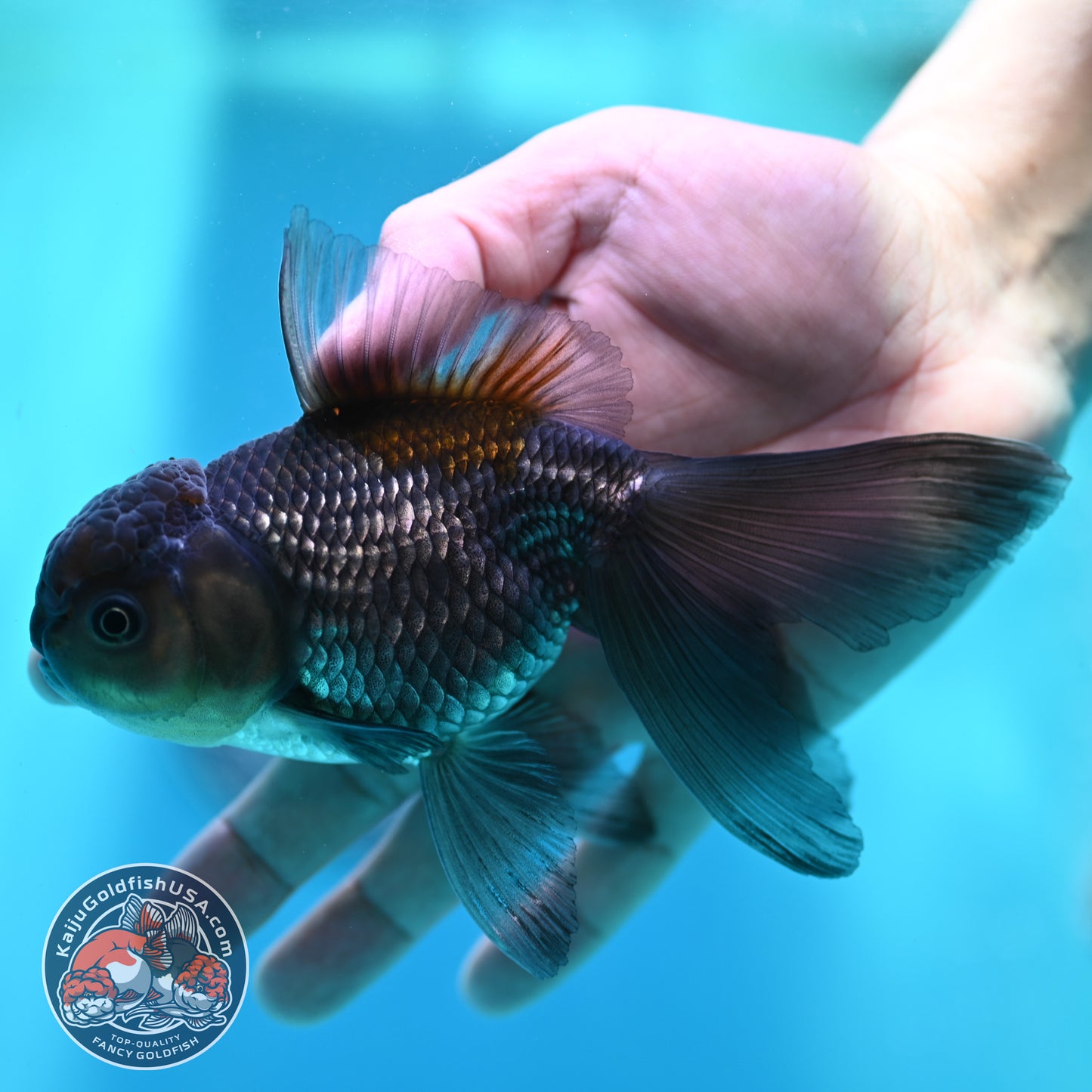 Sapphire Blue Oranda 4 inch Body (260501_OR08)