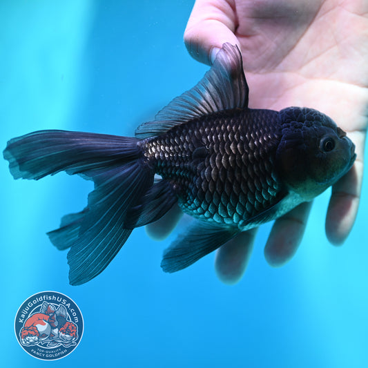 Sapphire Blue Oranda 4 inch Body (260501_OR09)